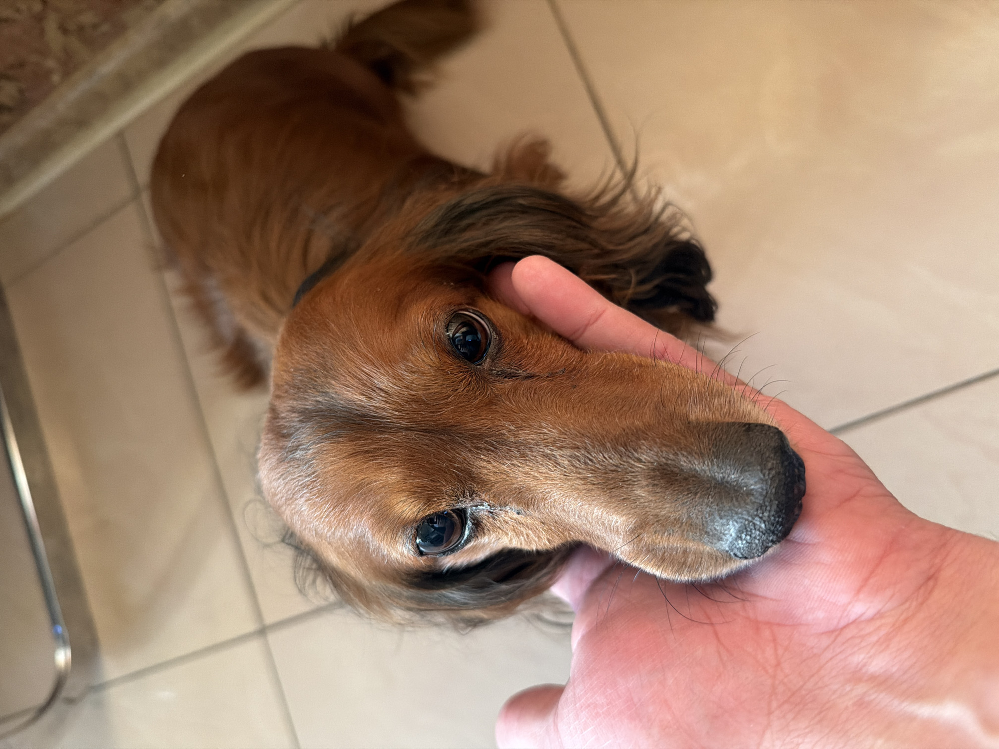 Quiet moments with pet dog documented in Krasnoyarsk
