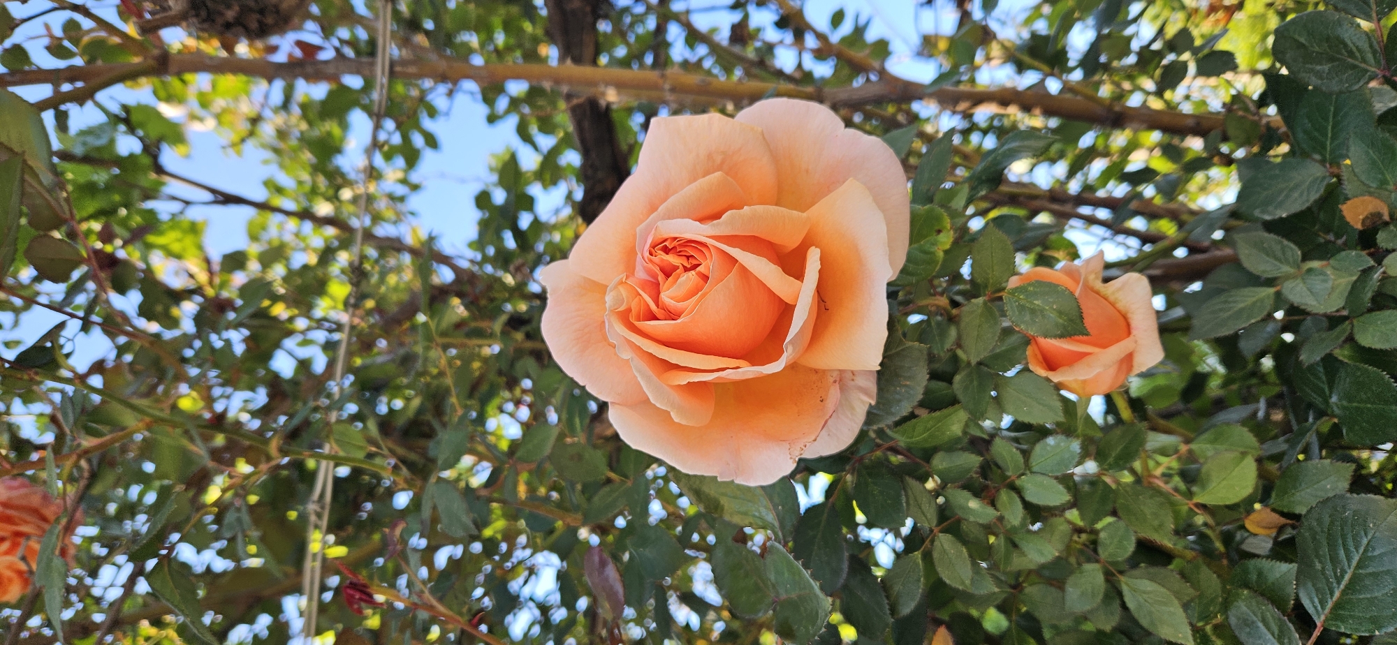 Spring garden flowers documented in full bloom