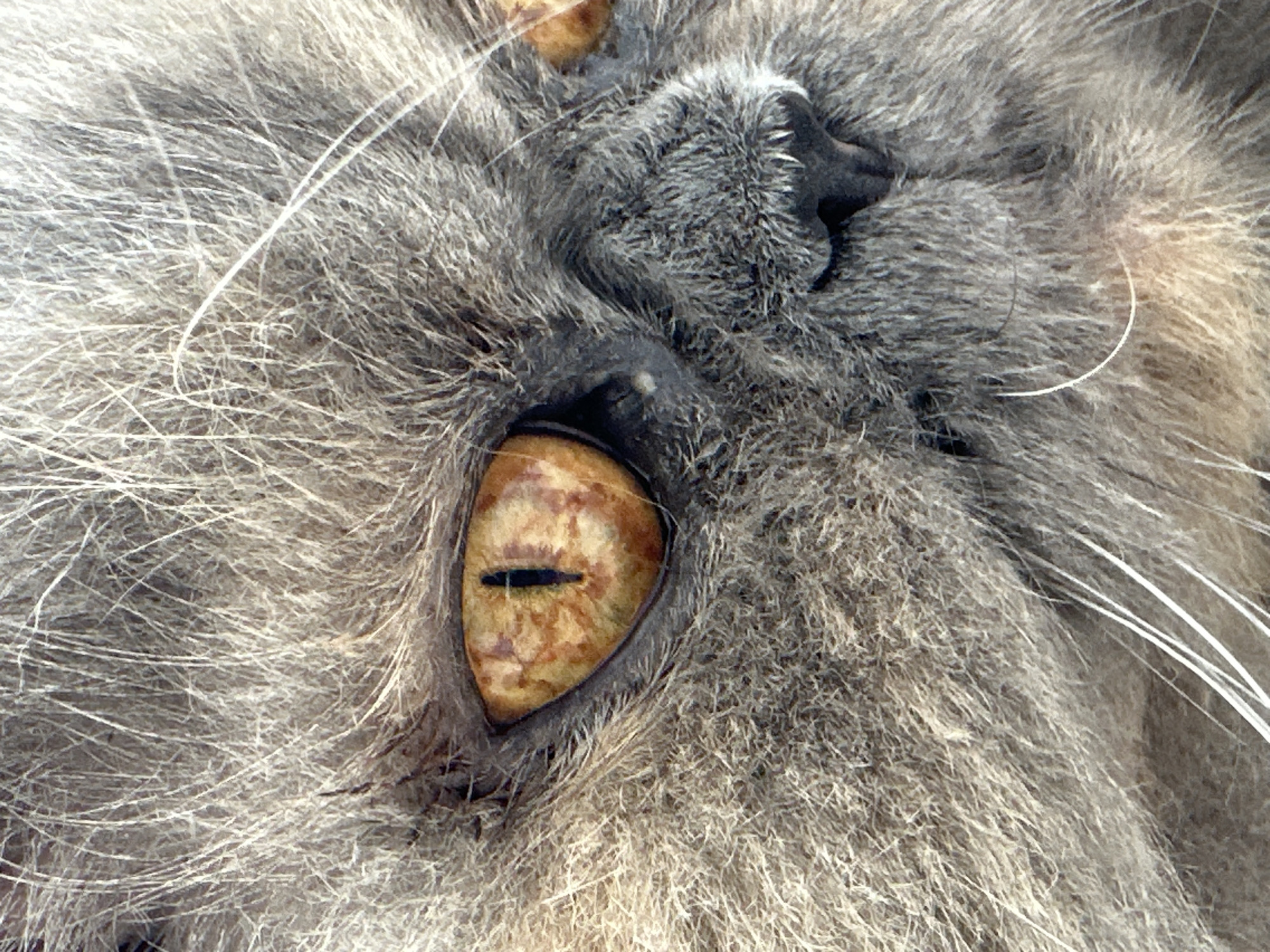 A gray Persian cat's morning in Chaikovsky, Russia