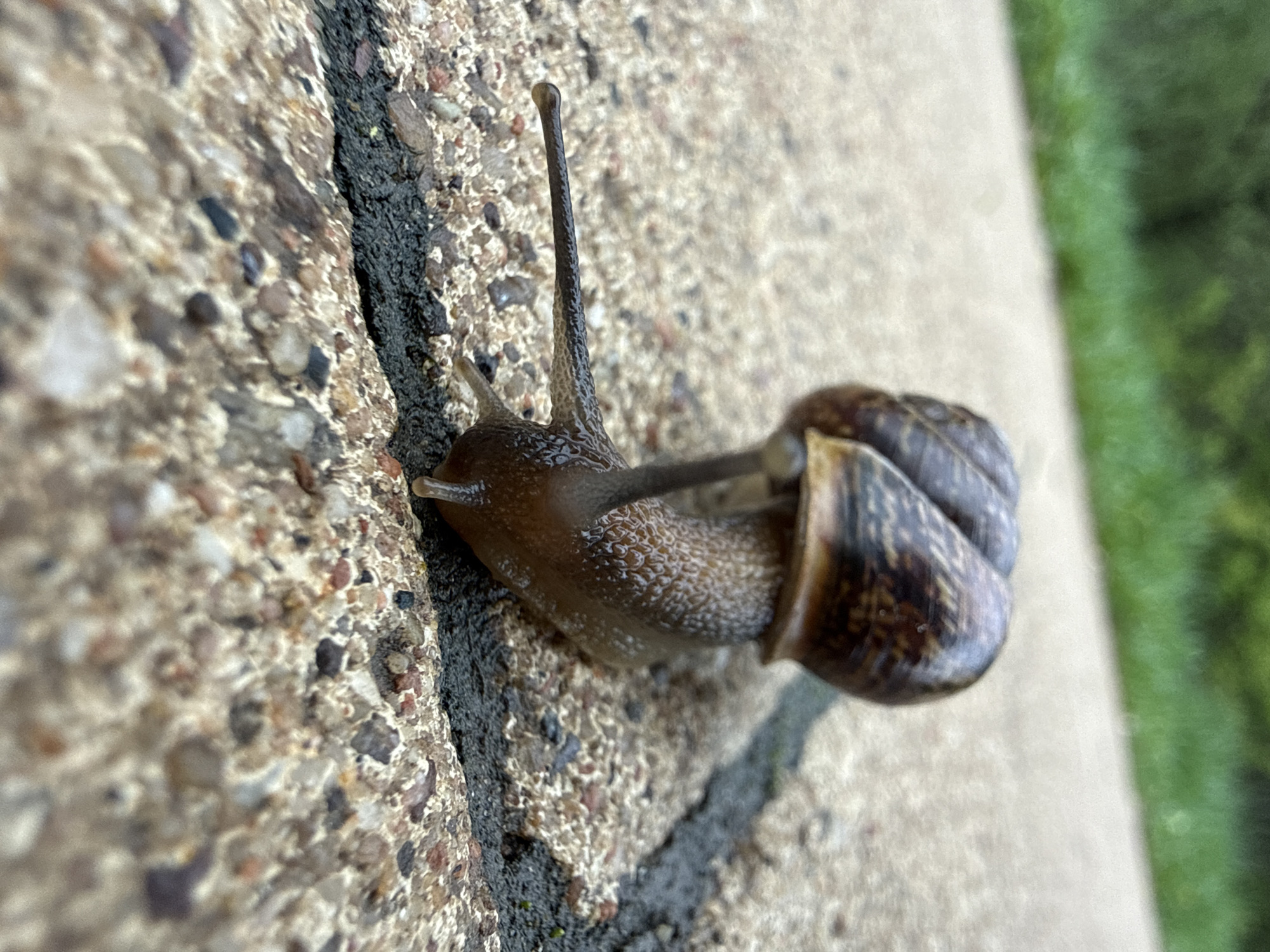 Snail spotted crawling on Moscow concrete surfaces