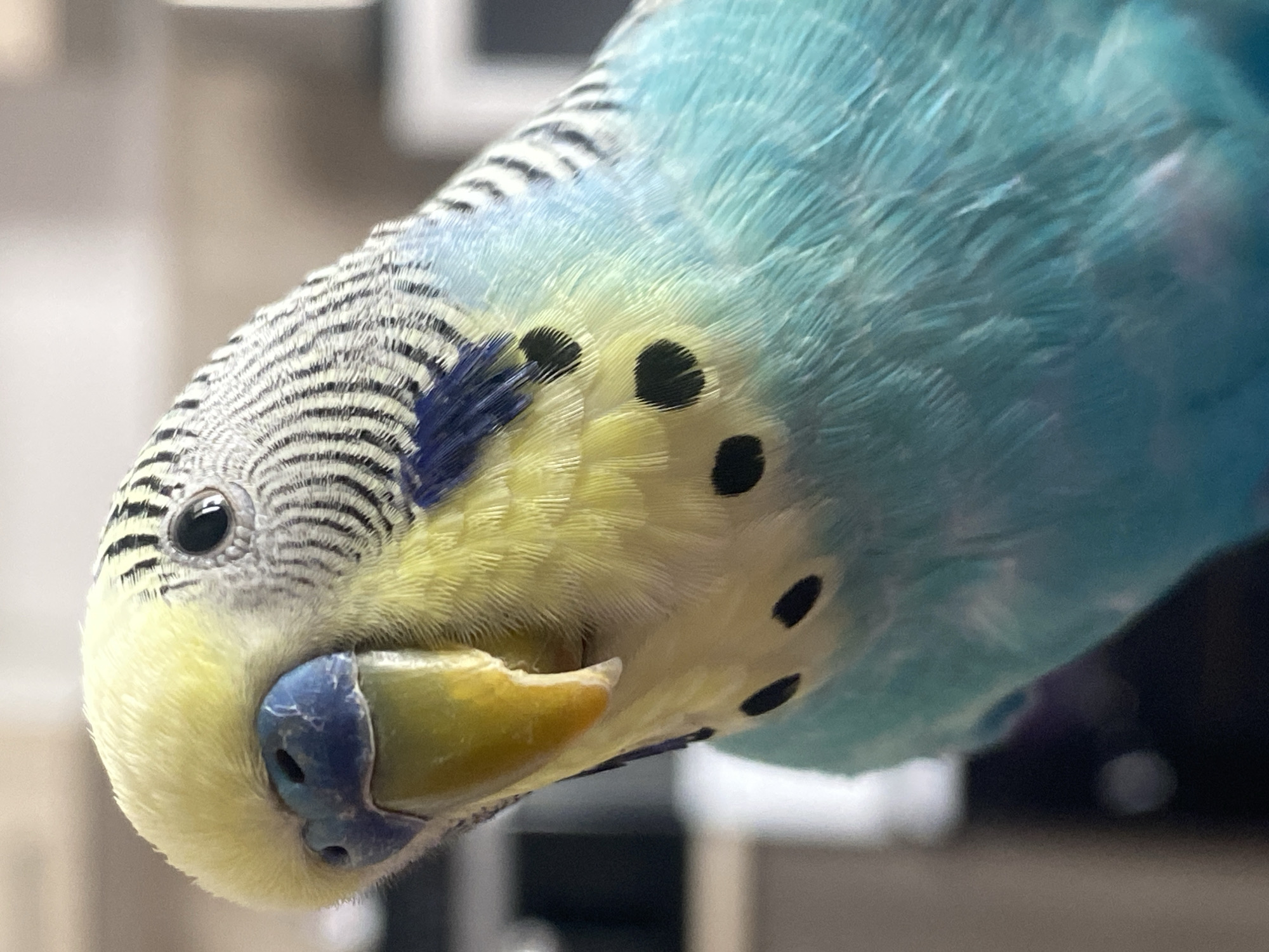 Pet owner captures morning moments between Pomeranian and budgerigar