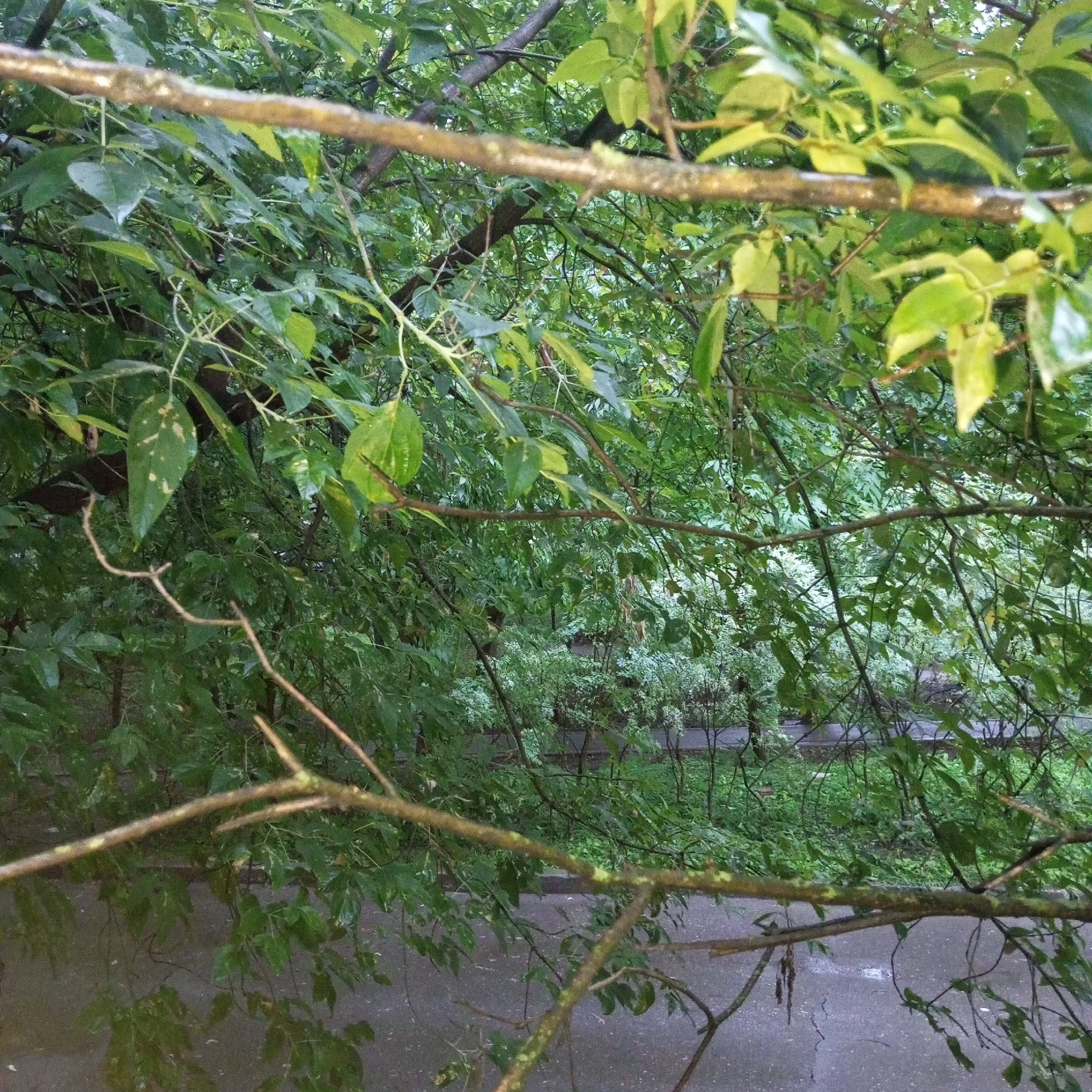 White cat at home, Moscow courtyards after rain