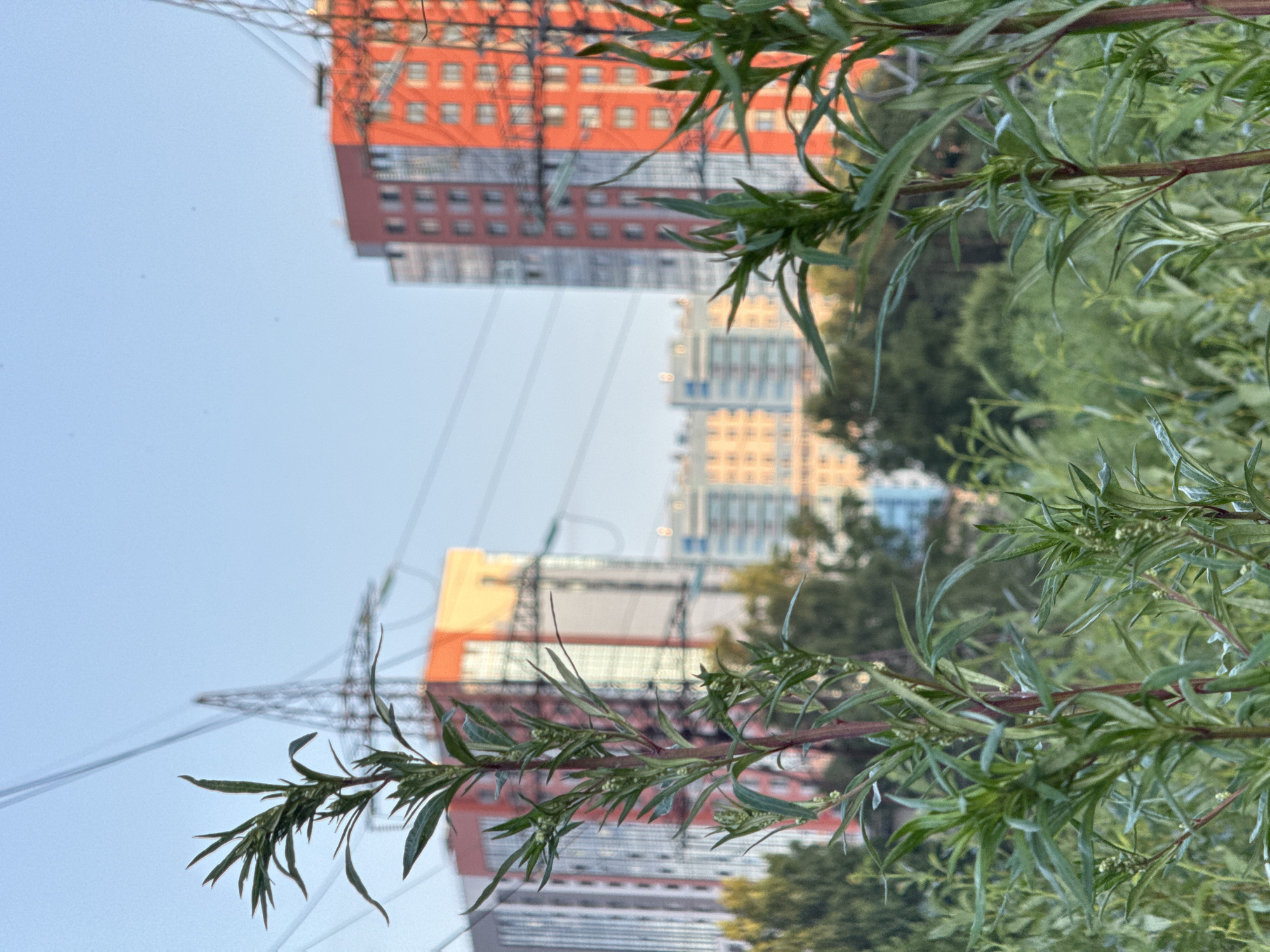 Pargolovo residential streets, parked vehicles, and summer overgrowth