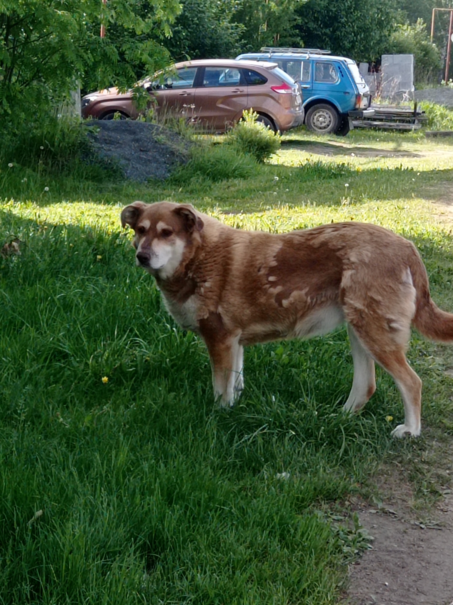 Dogs spotted in yard and muddy puddle in Degtyarsk