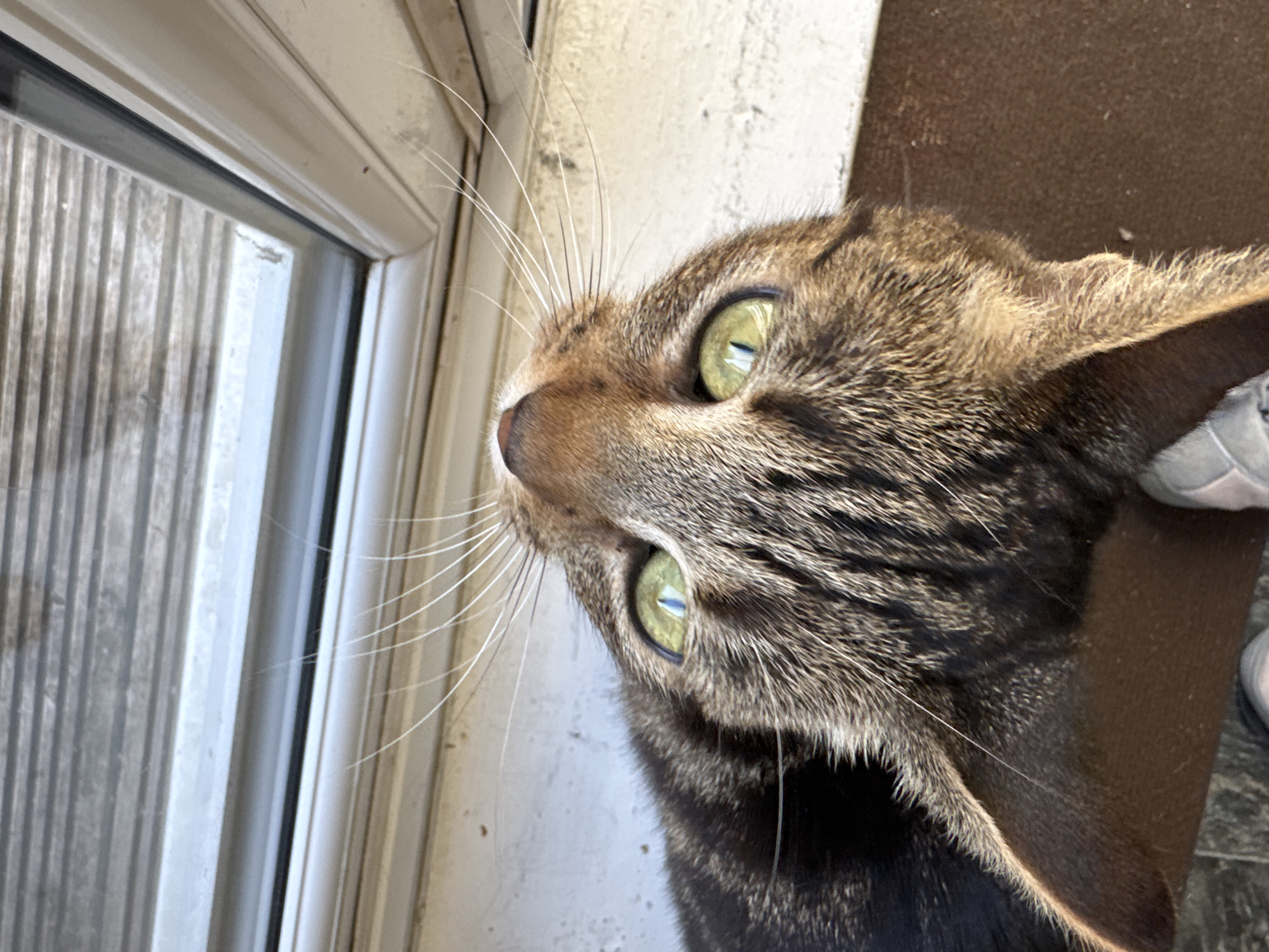 Cats observed in Desborough home during morning hours