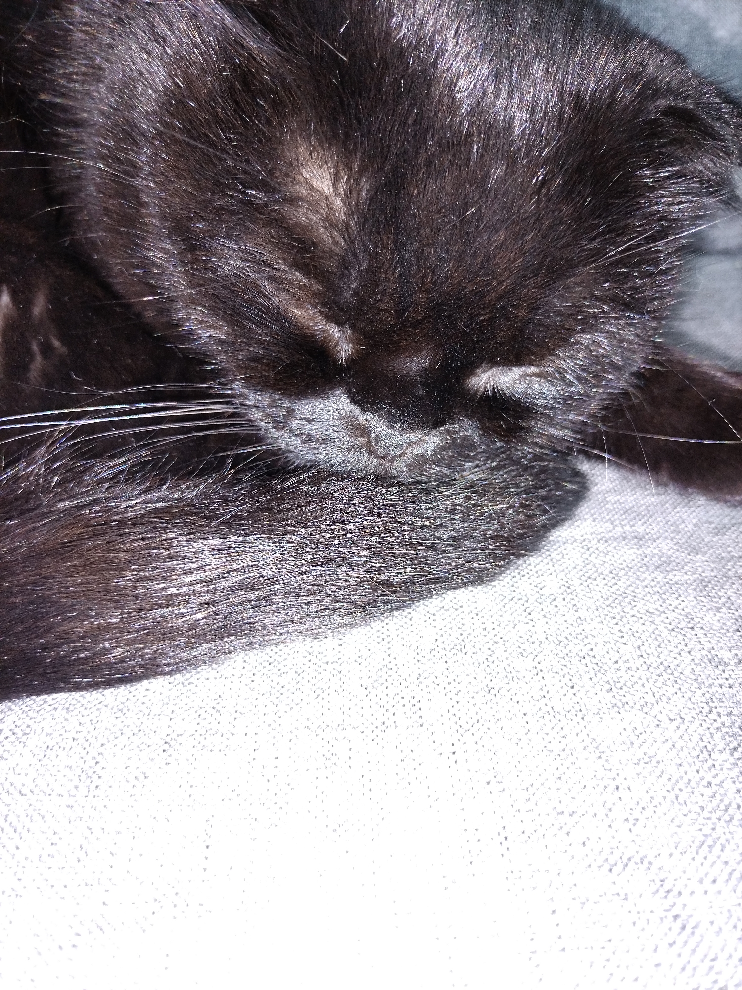 Multiple cats observed sleeping indoors during morning hours
