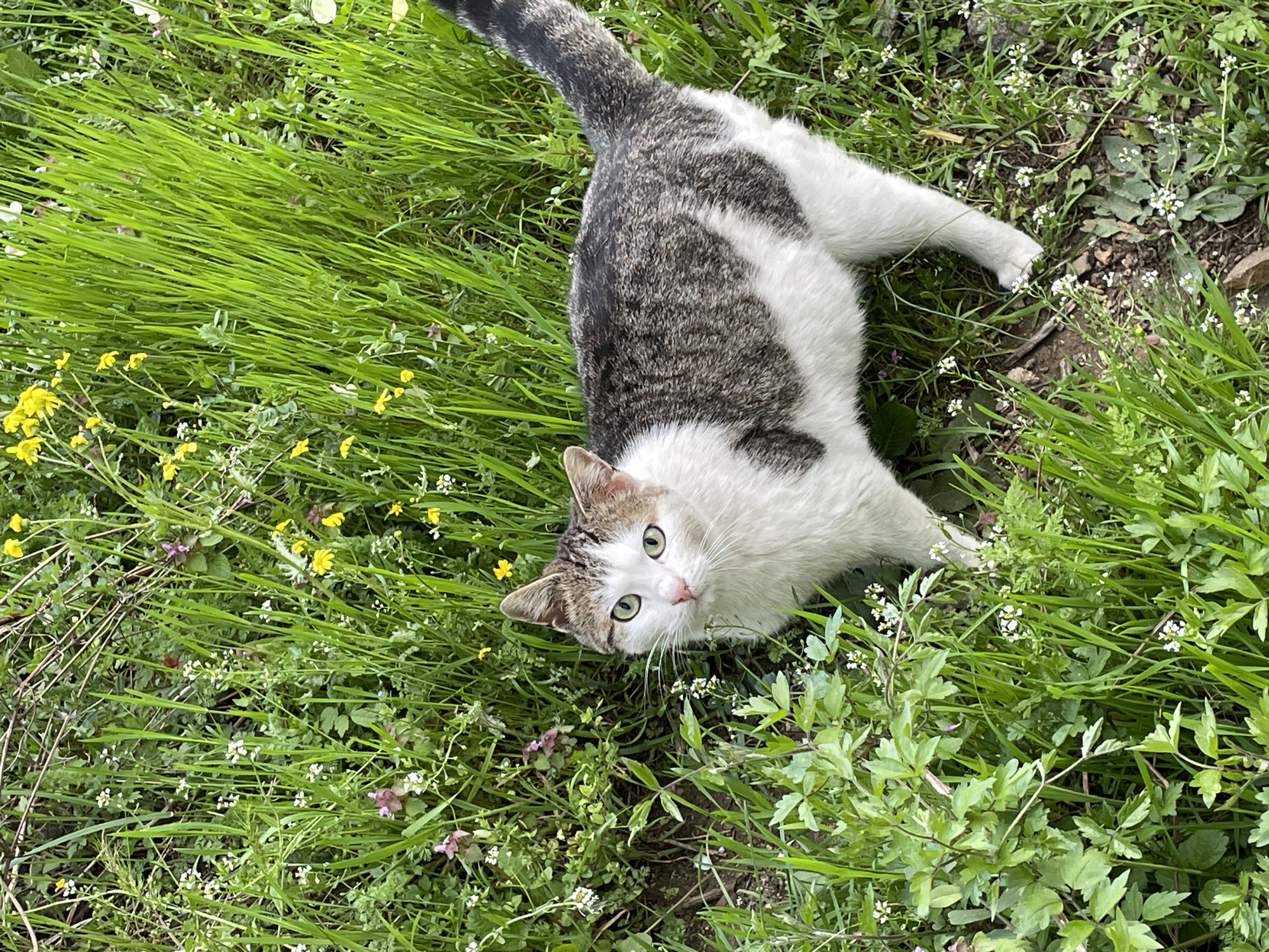 Tabby cat spotted in wildflower field in Zlatograd
