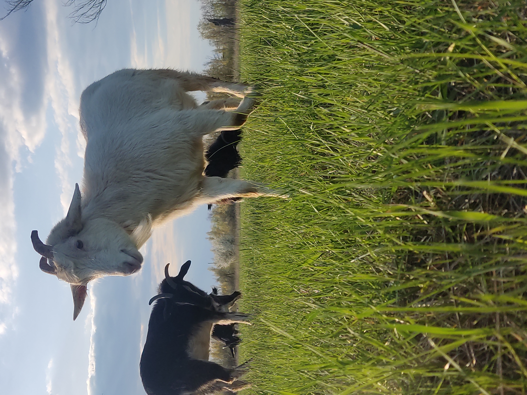 Goats graze in Ukrainian countryside near Maloivanivka