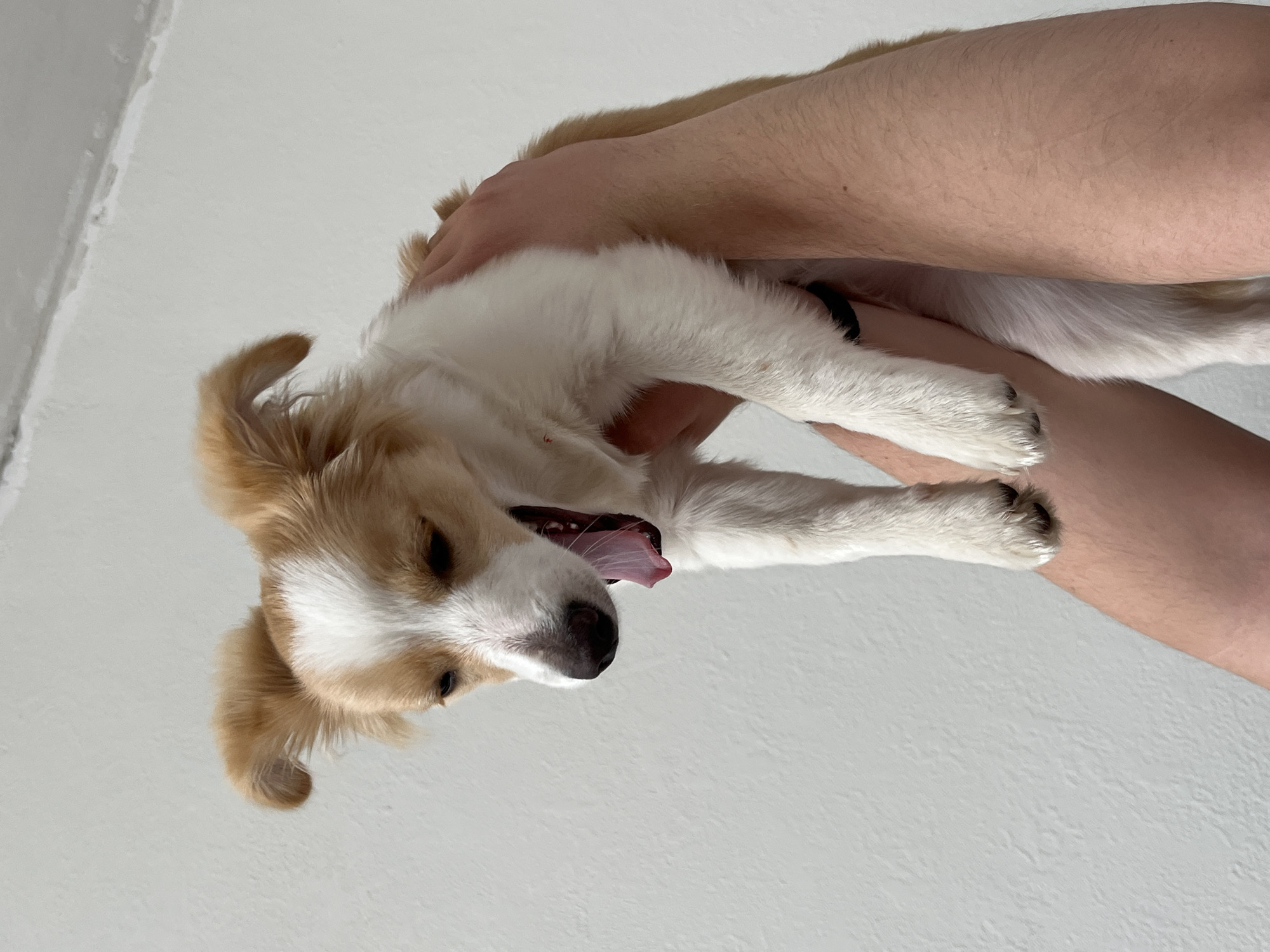 Dog photographed in multiple poses inside home