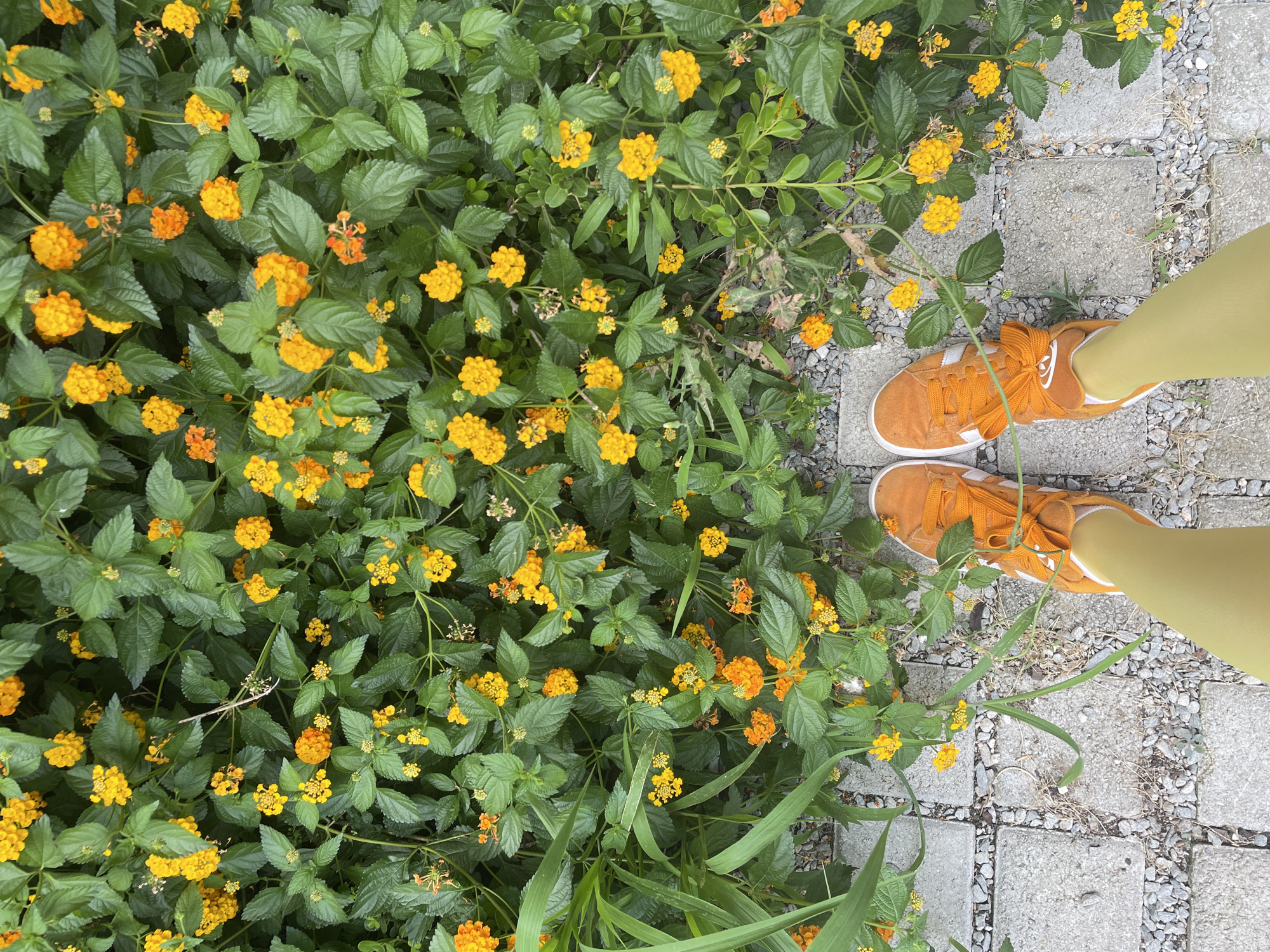 Abandoned Thessaloniki railyard, wildflowers, and insects up close