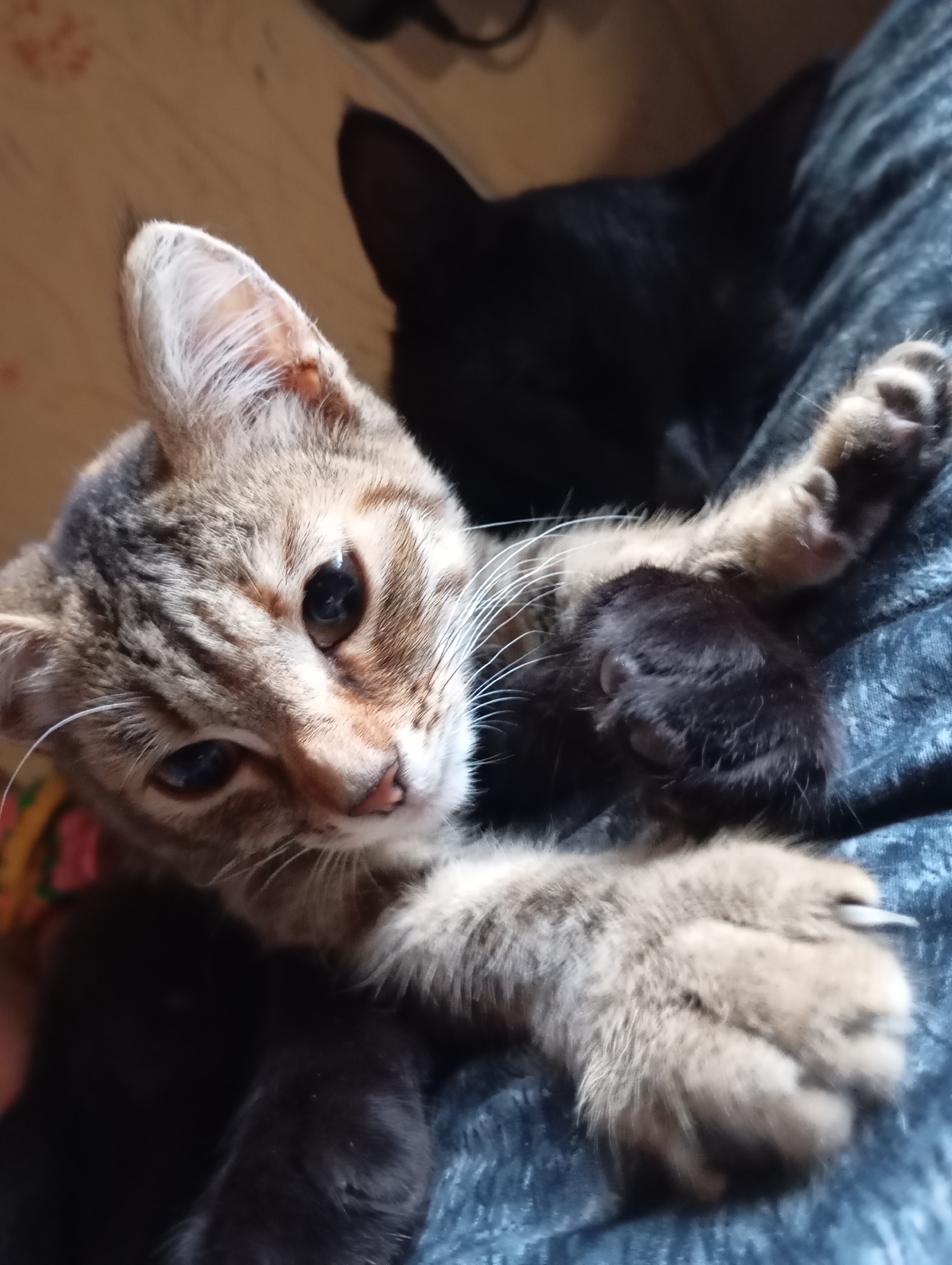 Tabby cats at home, close-up and comfortable