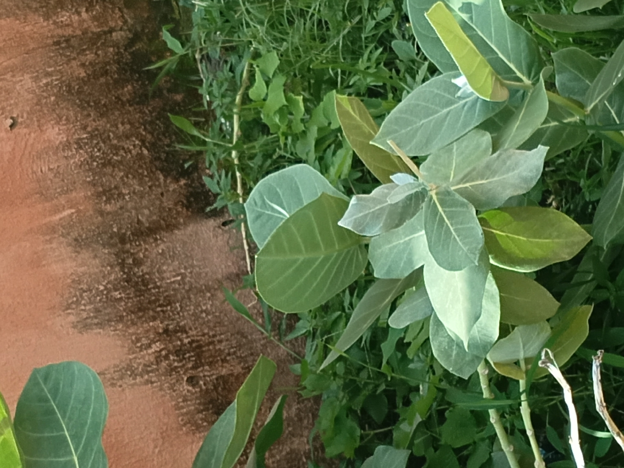 Daily life documented across Jalingo and Jauro Yinu, Nigeria
