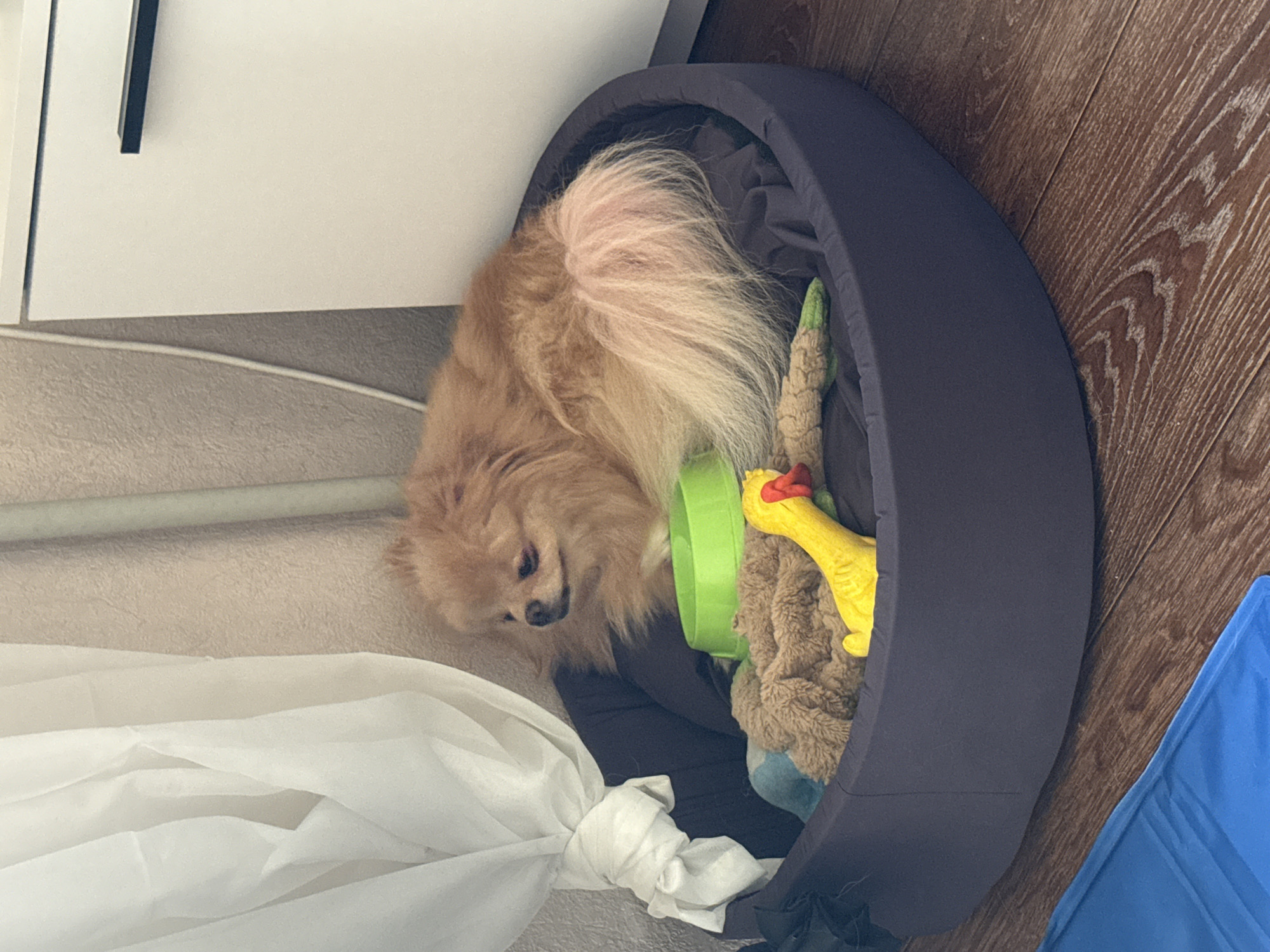 Pomeranian chills at home across a lazy afternoon