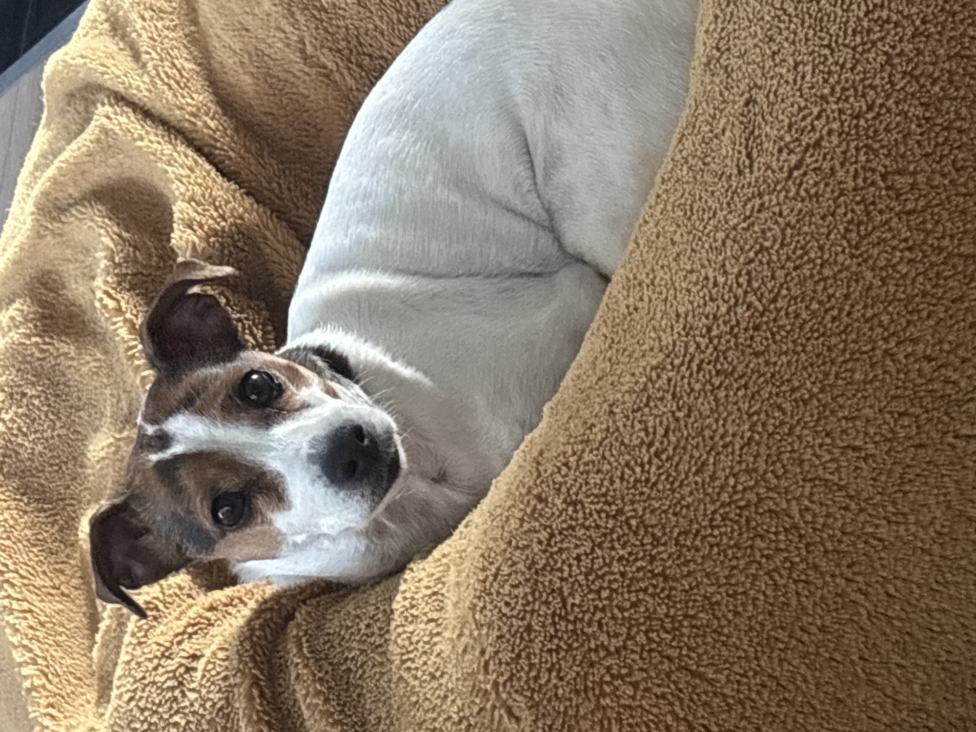 Jack Russell Terrier rests in dog bed in Plovdiv