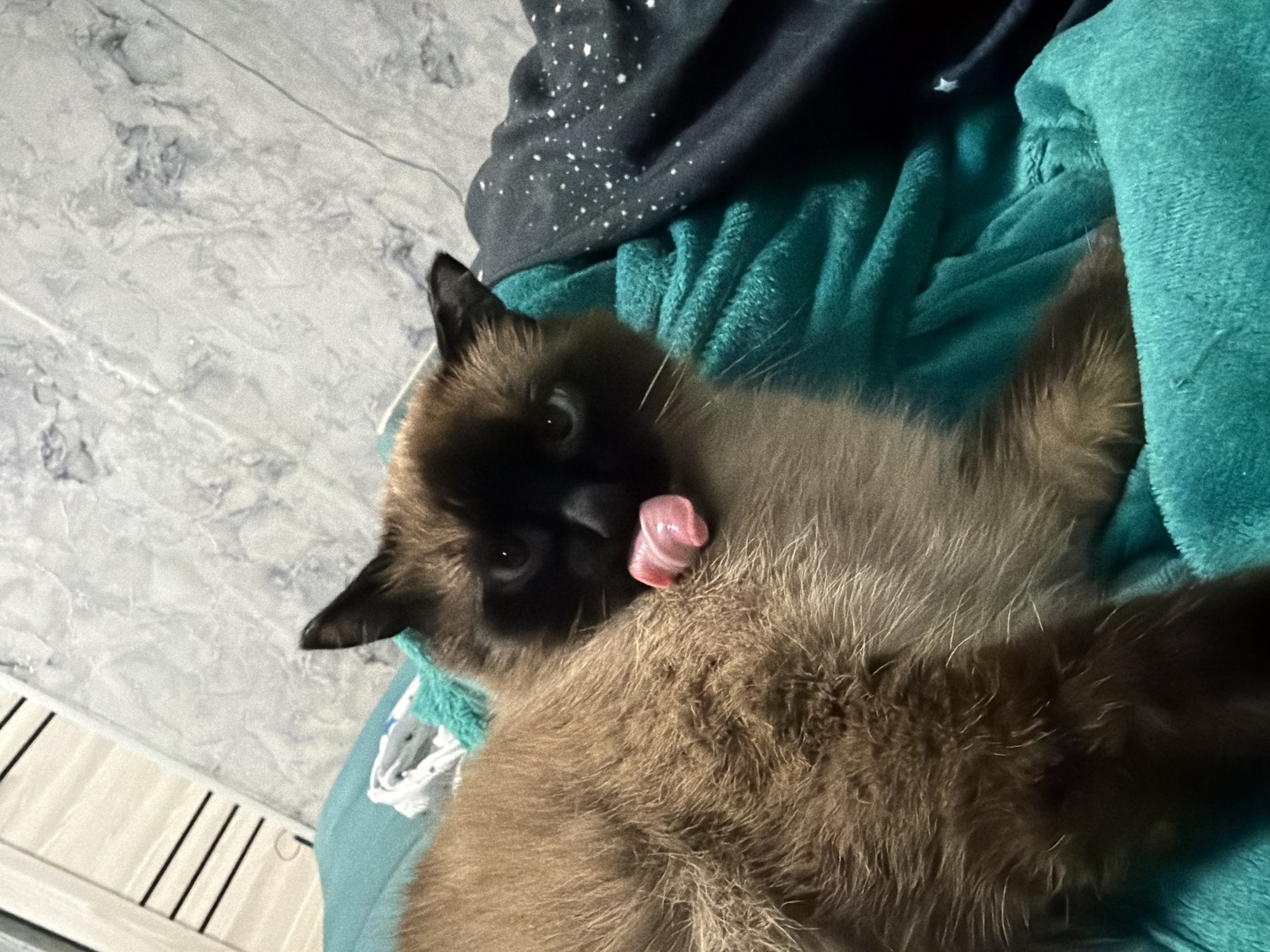 Animal close-ups from Tuymazy: a drowsy Siamese cat and a horse's eye