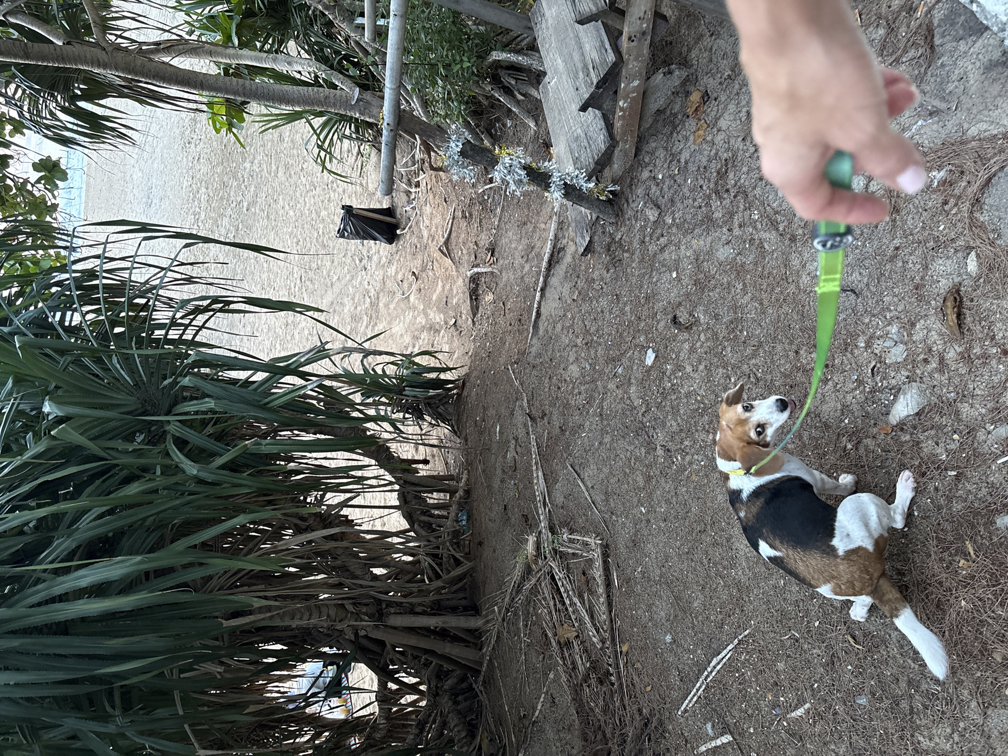 Dog walking and beach yoga observed at Karon, Thailand