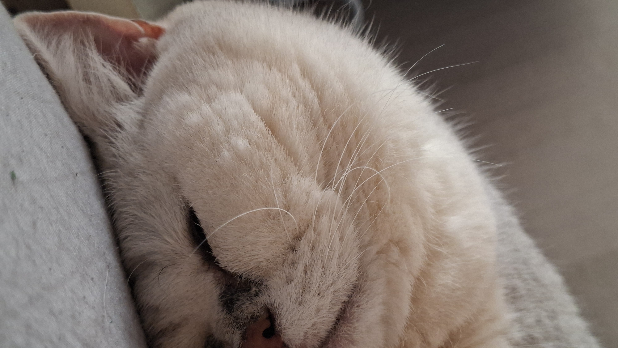 Cozy cat moments captured across Belarus home
