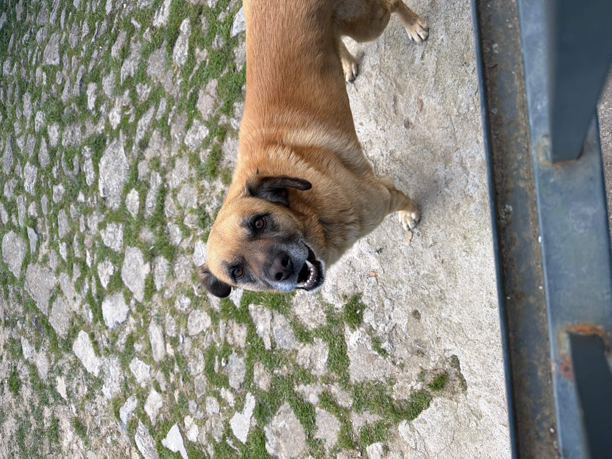 Tan dog spotted on stone surface in Vila Real