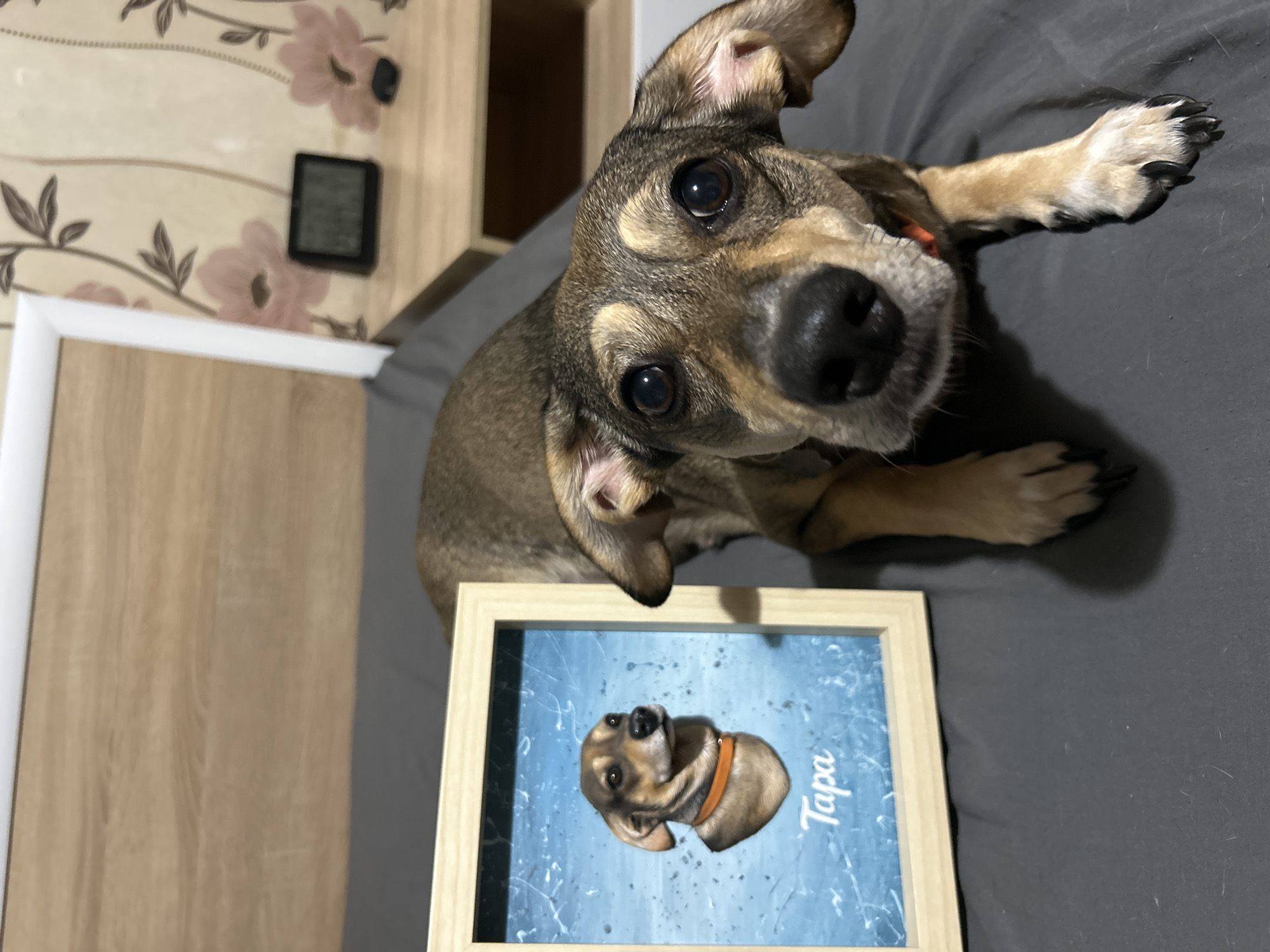 Dog portraits, Tesla Cybertruck, and book documented in evening memories