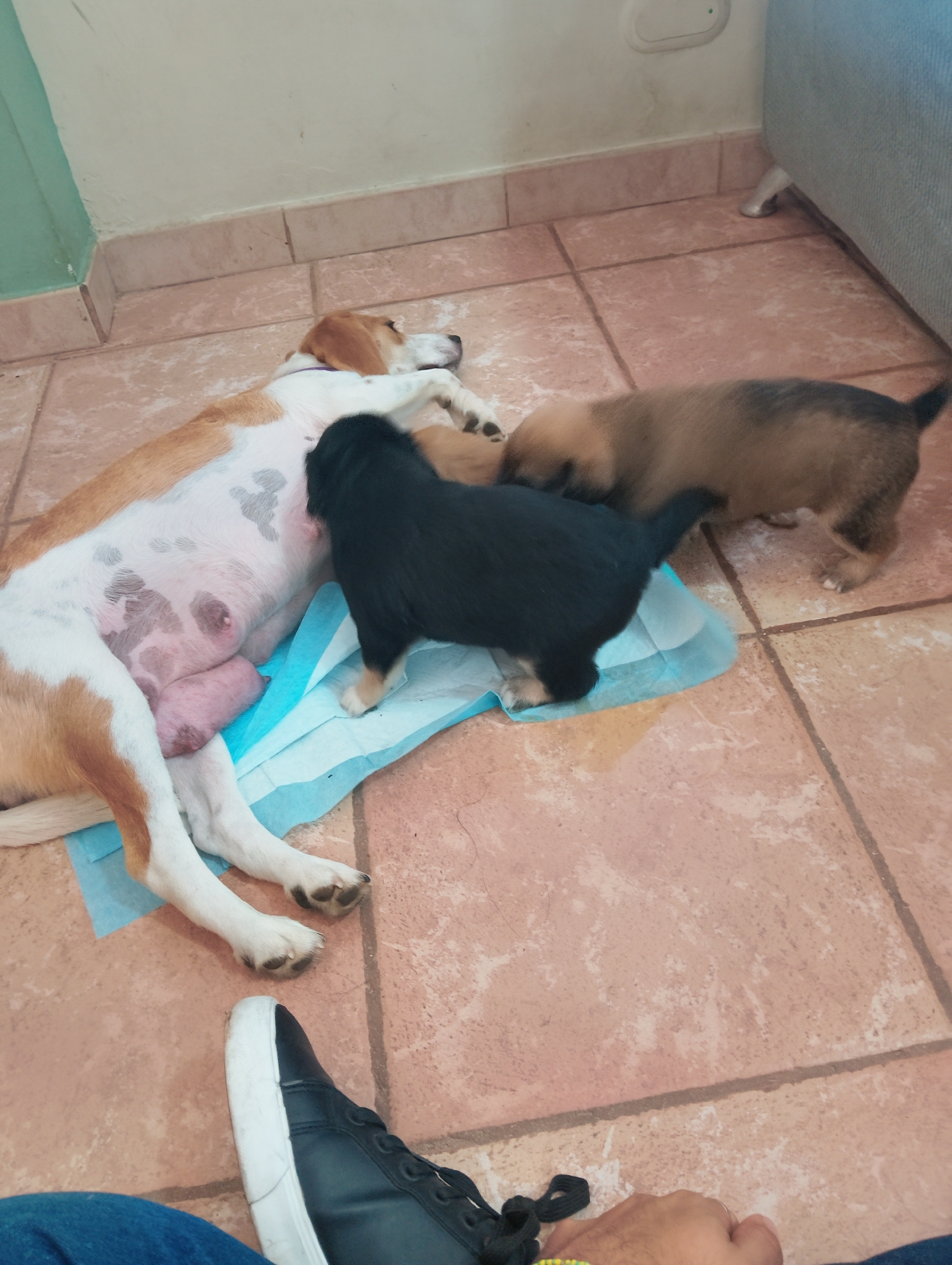 Mother dog nurses three puppies in Caracas home