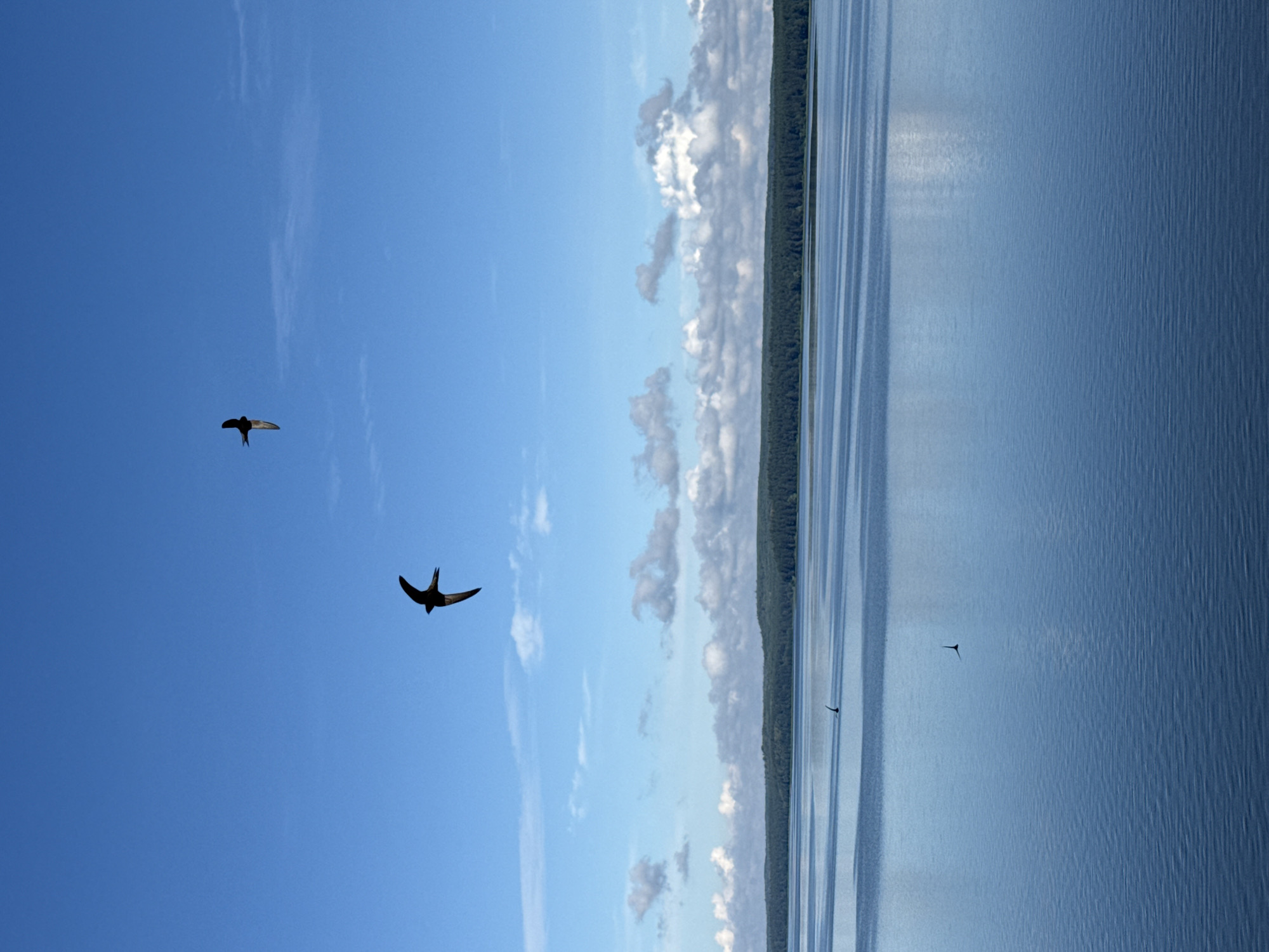 Quiet afternoon at Votkinsk Reservoir, birds in flight
