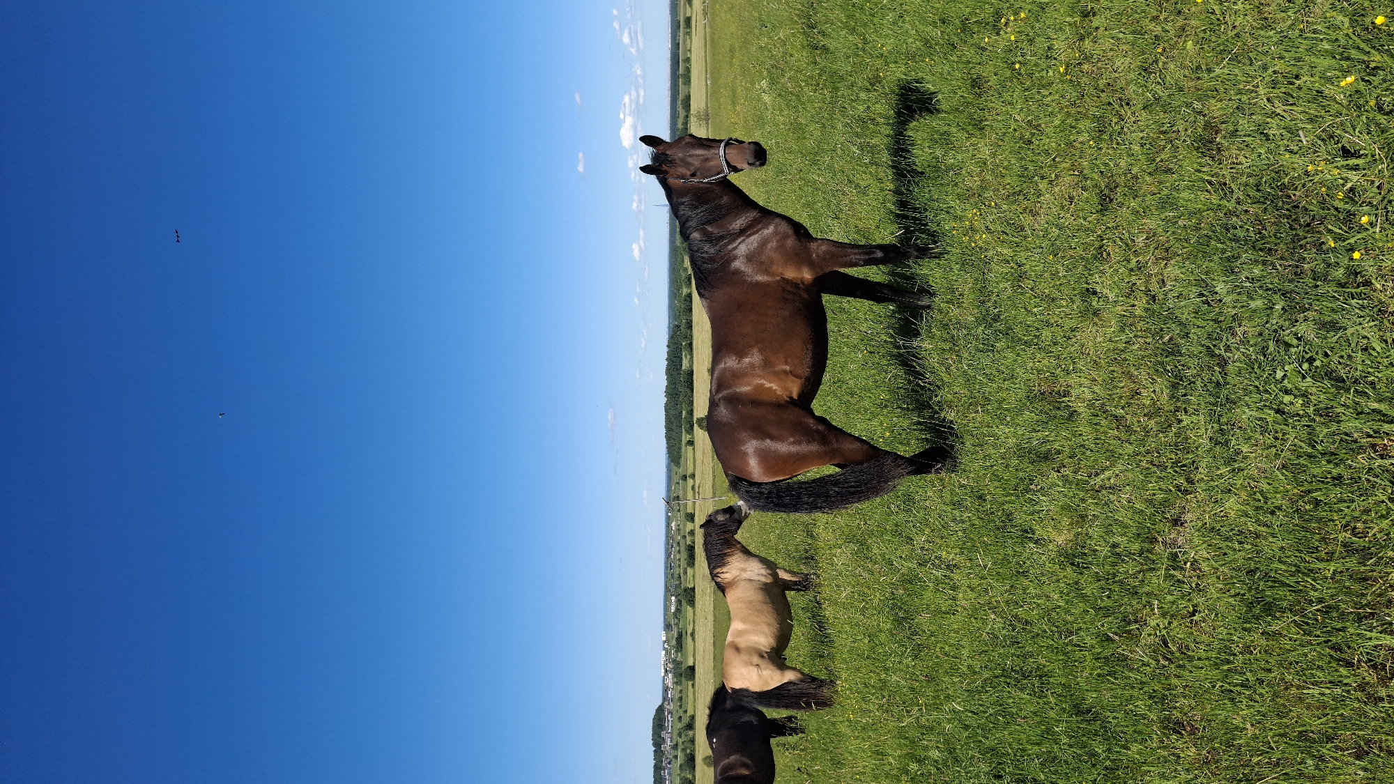 Horses graze in a sunlit Russian meadow near Kaporskoe