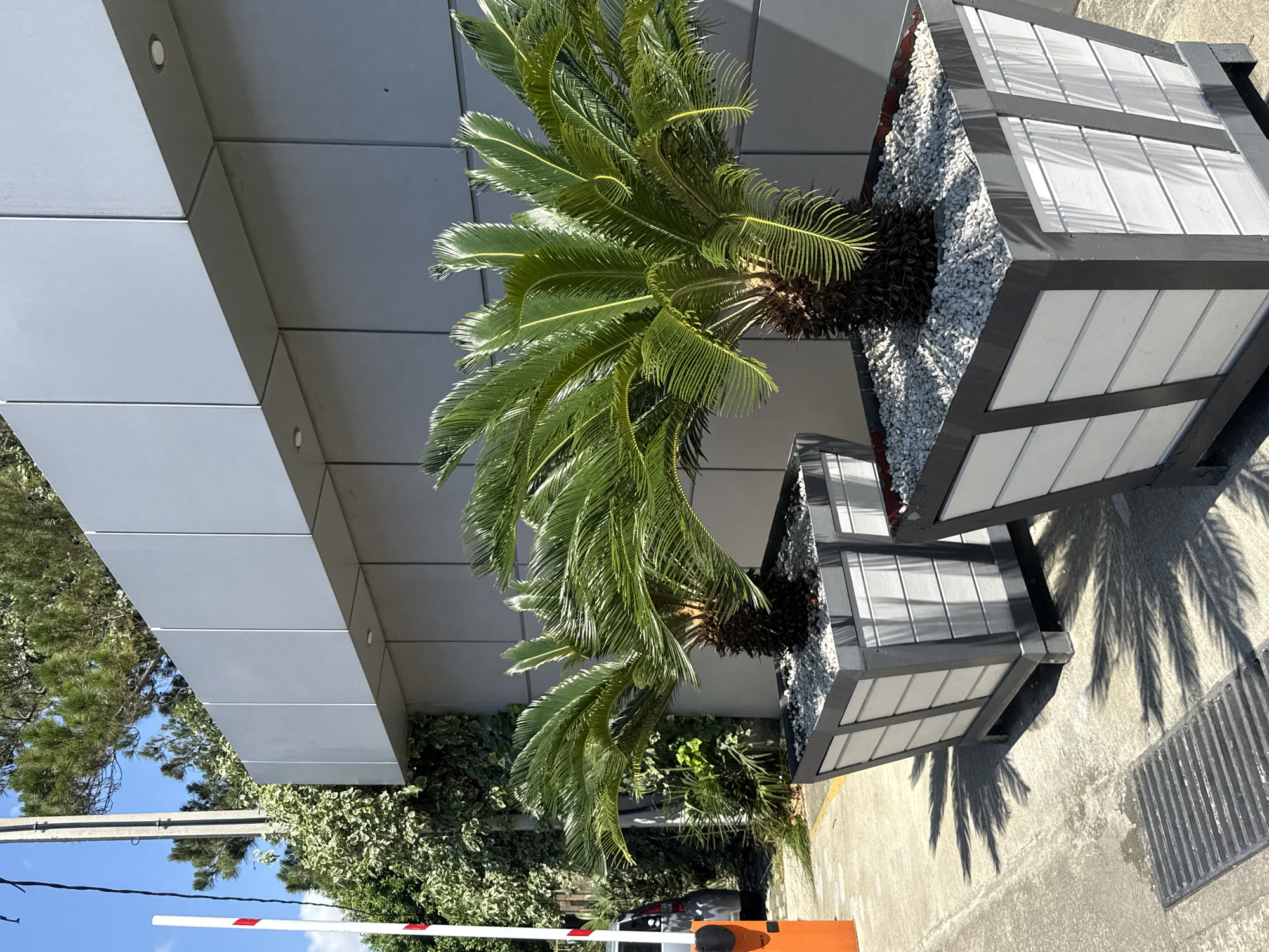 Landscaped walkway with sago palms outside a Sochi building