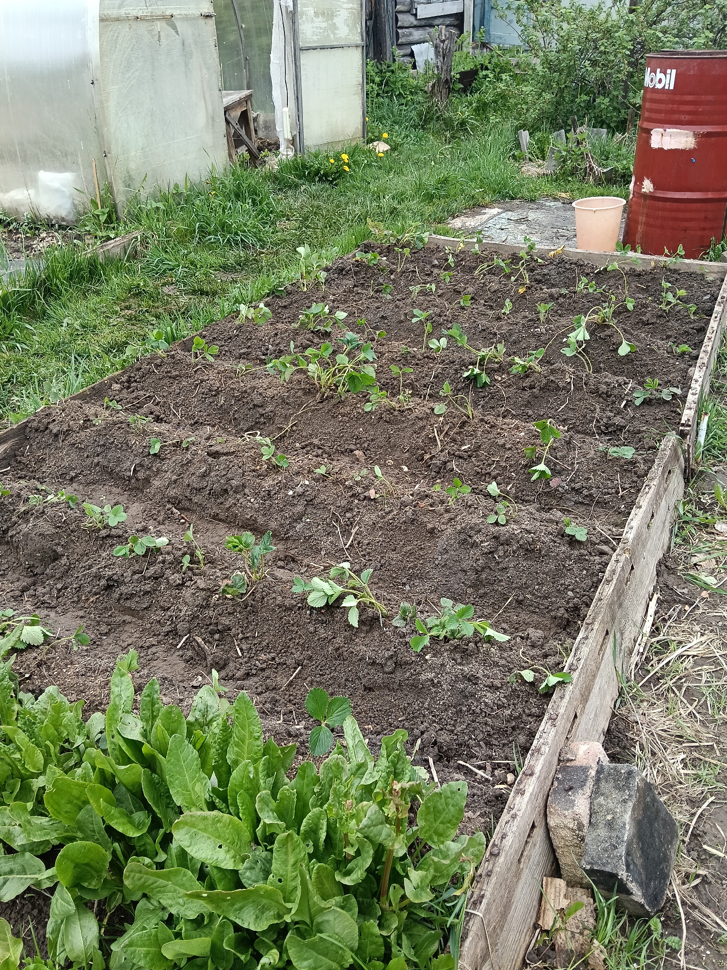Rural garden with strawberry bed and mixed trees documented