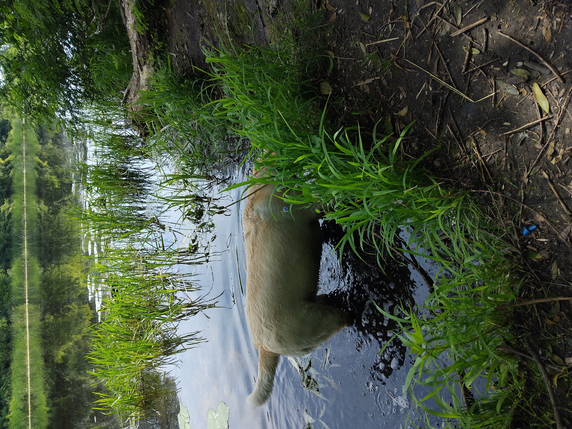 Lab with red collar roams a quiet Kyiv riverside on a summer morning