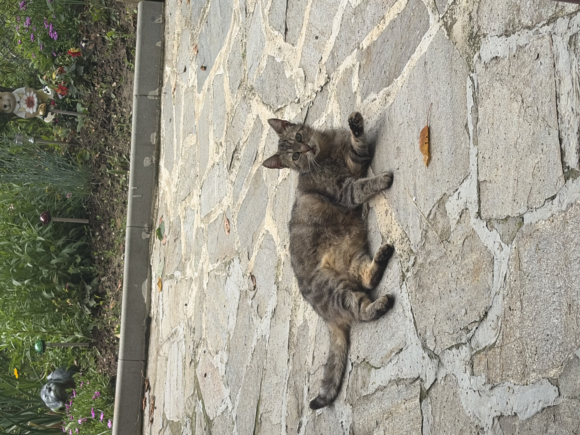 Cats spotted resting and playing in Gabrovo, Bulgaria