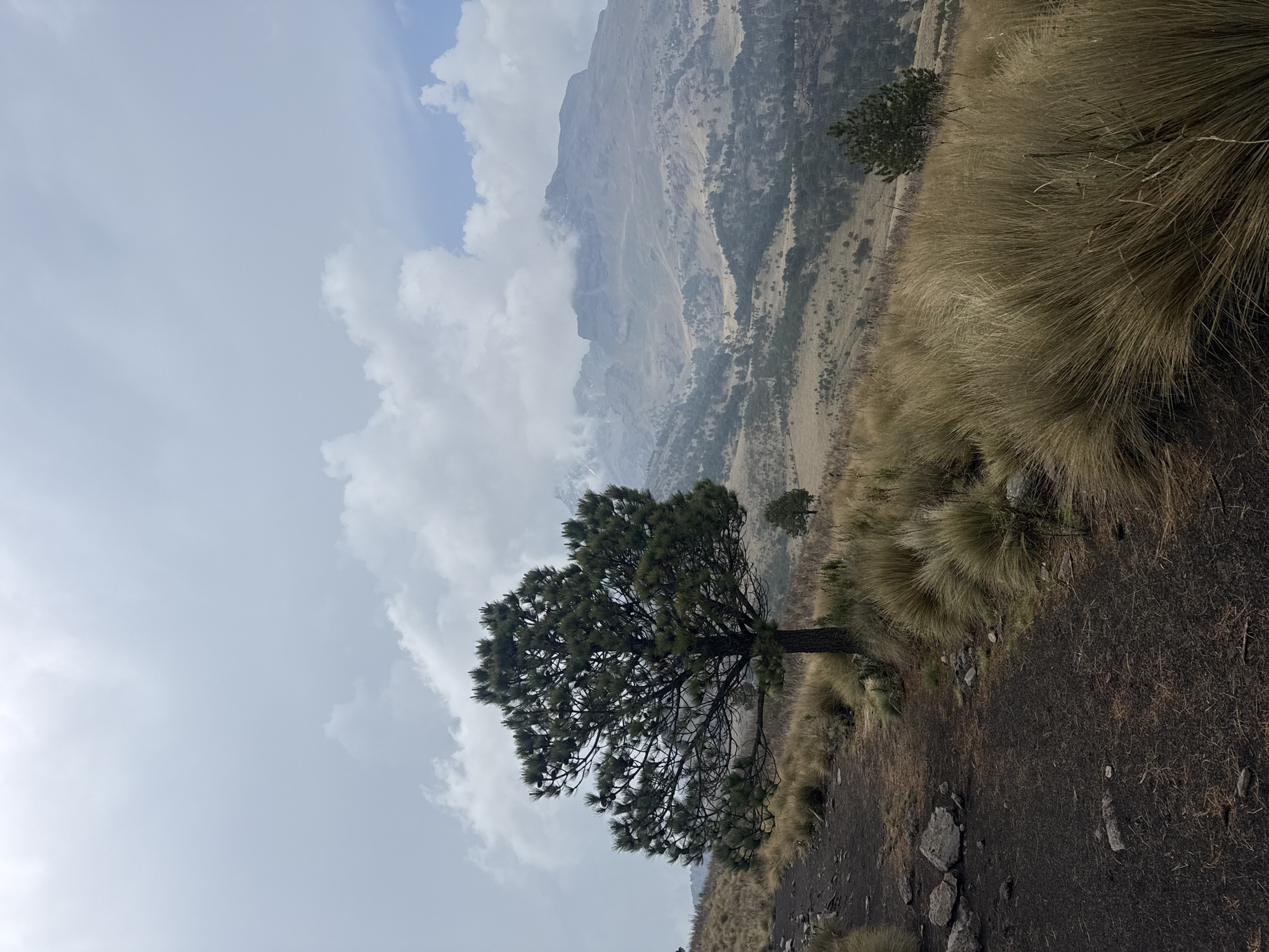 Pine tree and golden grasses observed in Tlamacas, Mexico