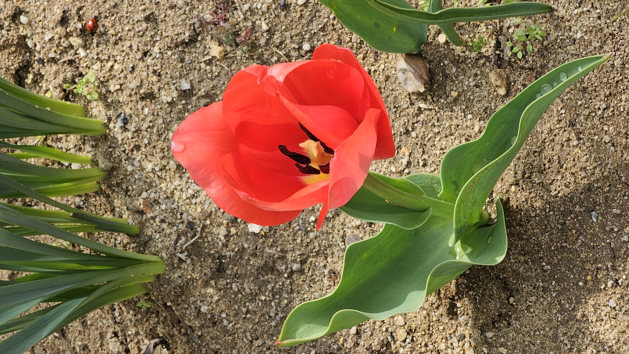 Spring flowers bloom in Varna garden beds