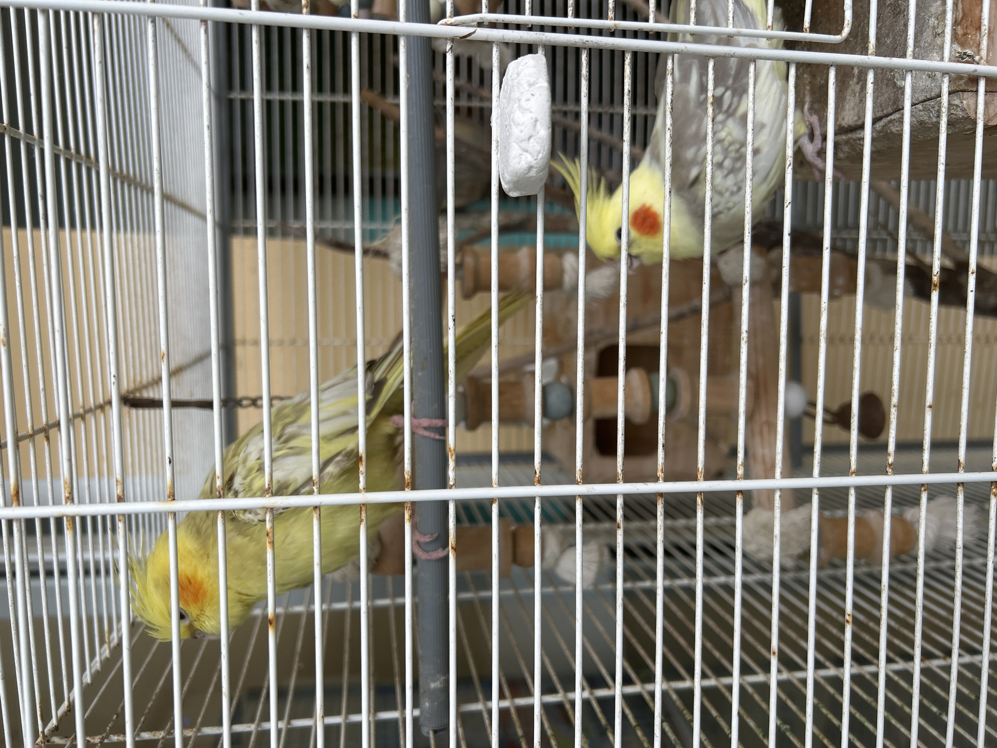 Domestic birds and orchid documented in Le Gosier, Guadeloupe