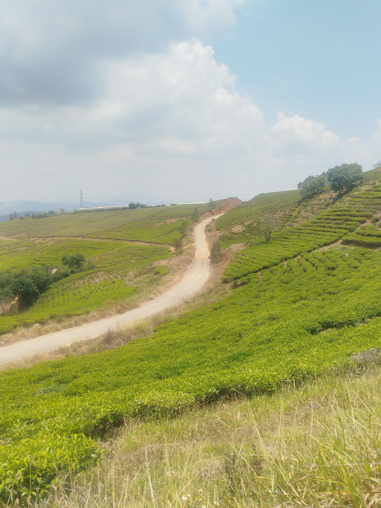 Tea plantation documented in Phát Chi, Vietnam