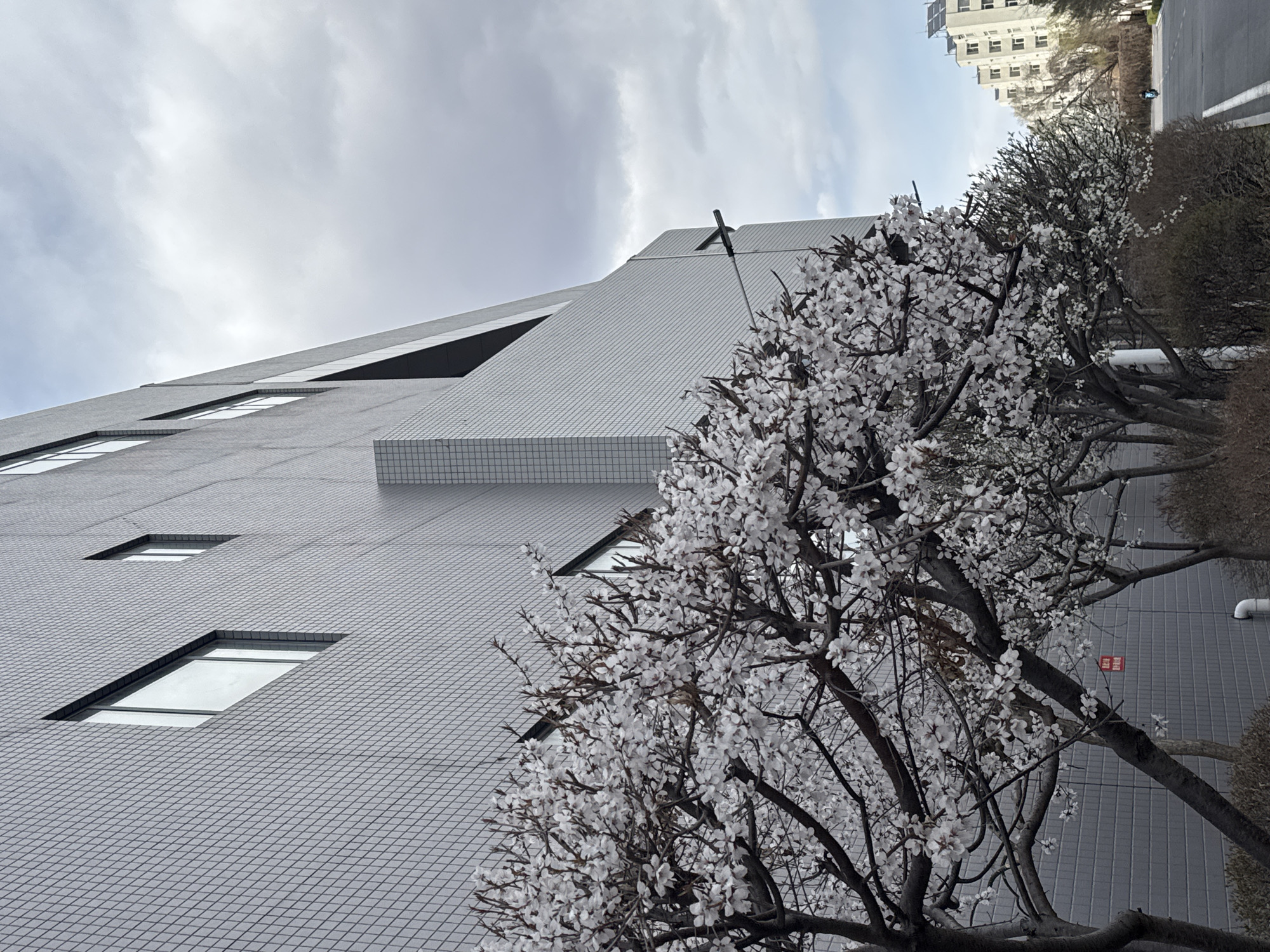 Spring cherry blossoms bloom alongside modern buildings in Zhongtun