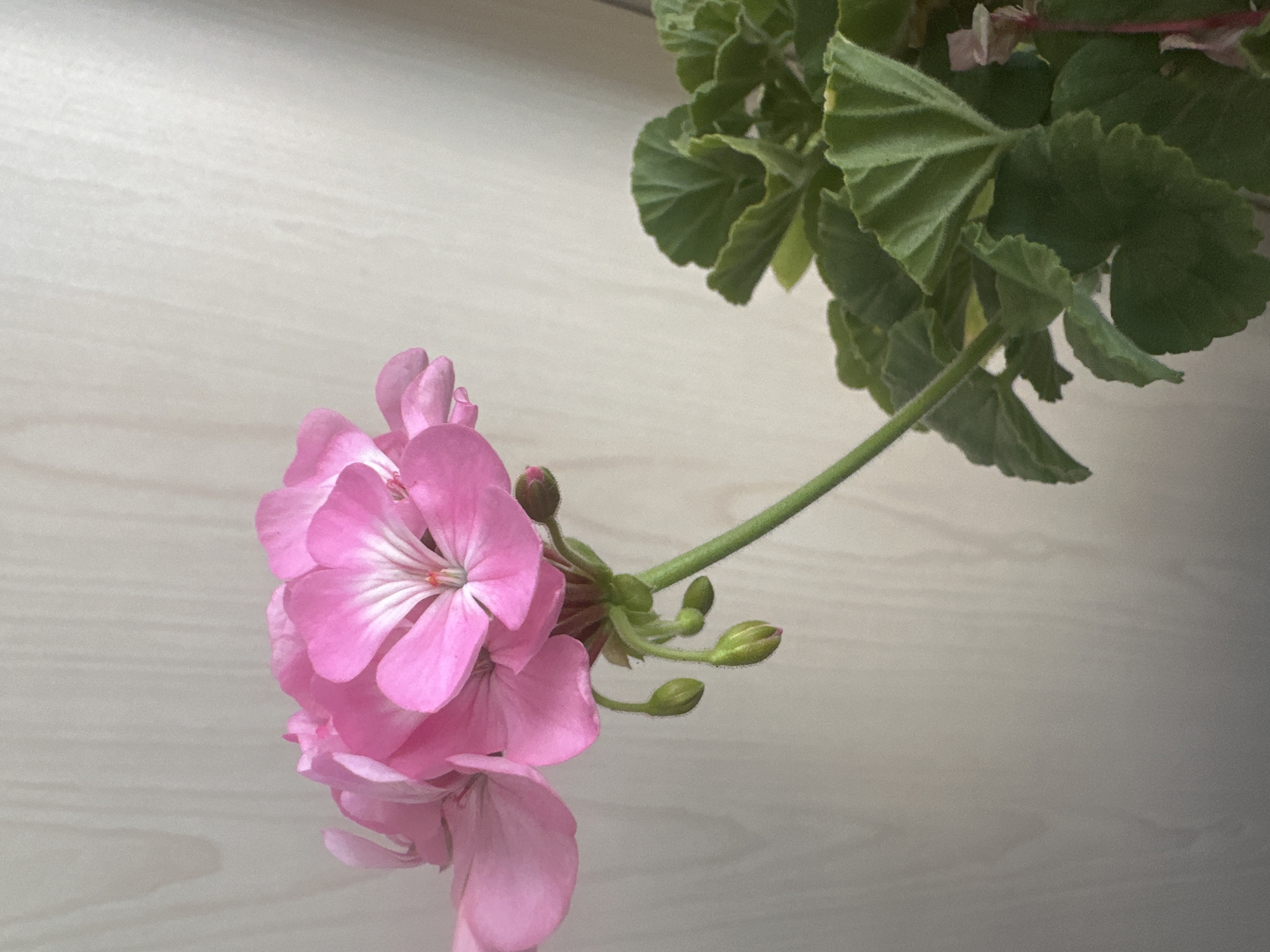 Pink geraniums up close against a warm wood backdrop