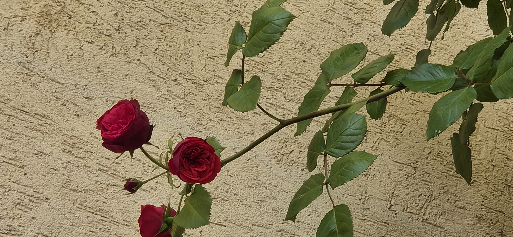 Afternoon photography session captures roses and moments in Varna