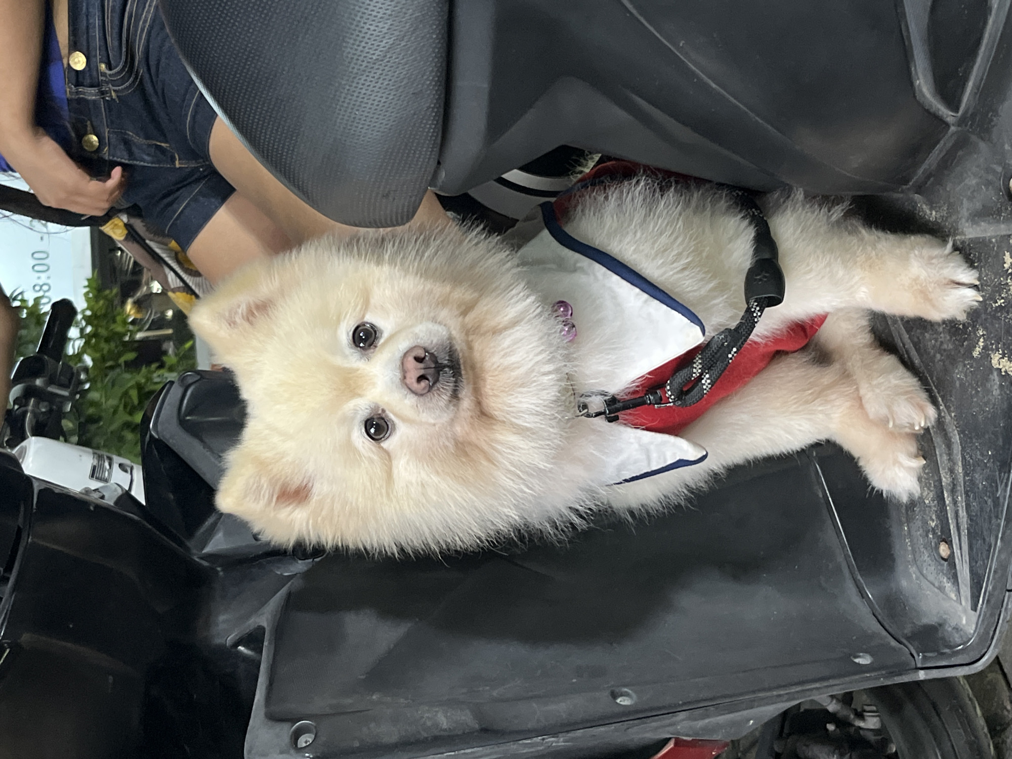 Dressed-up Pomeranian rides and relaxes in Kuta Selatan
