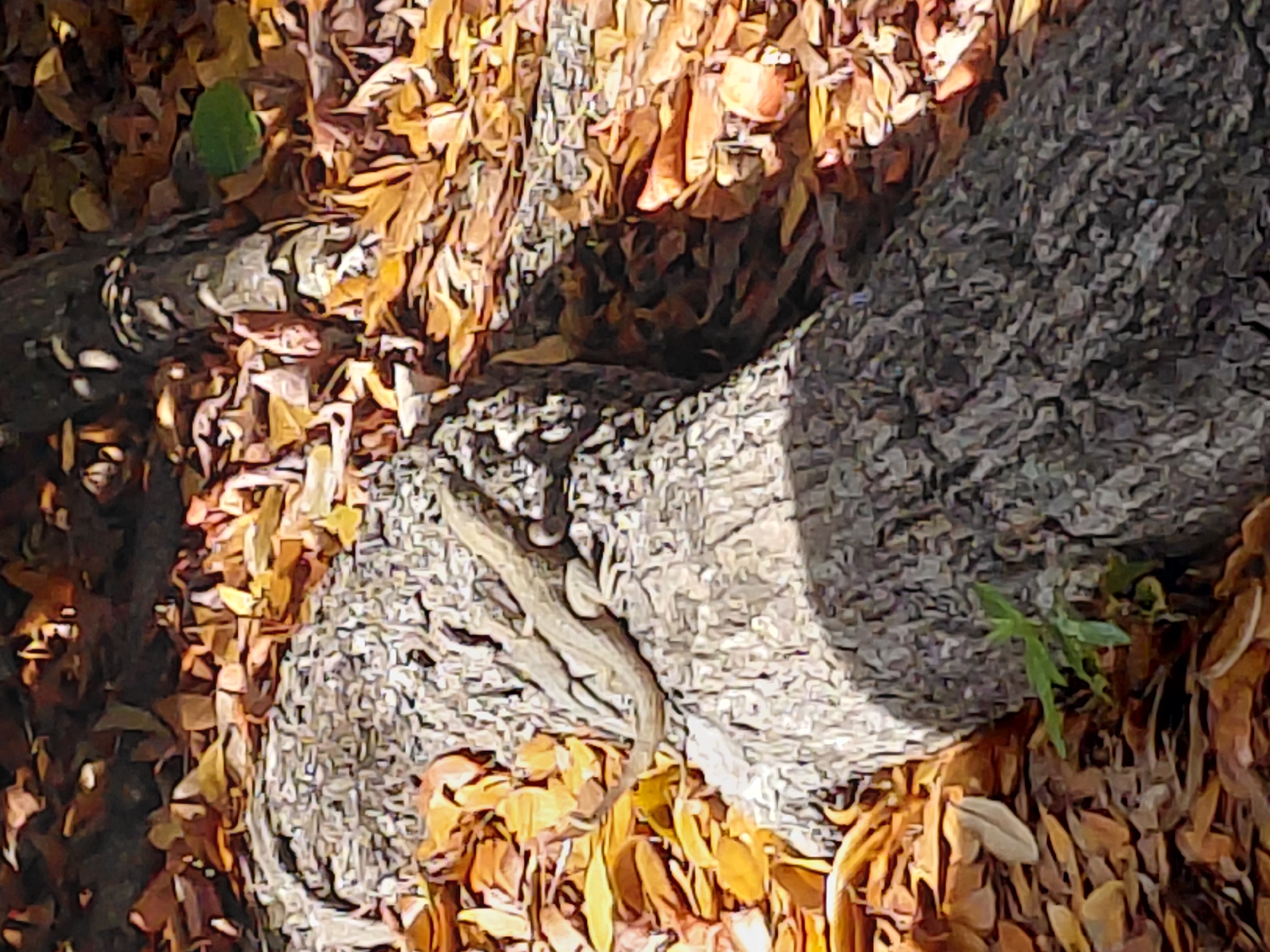 Miami residents spot lizard, autumn leaves in local nature