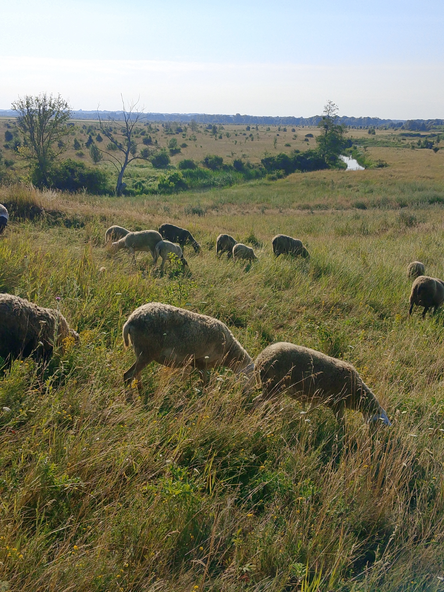 Sheep and goats roam open hillside pastures and wooded paths
