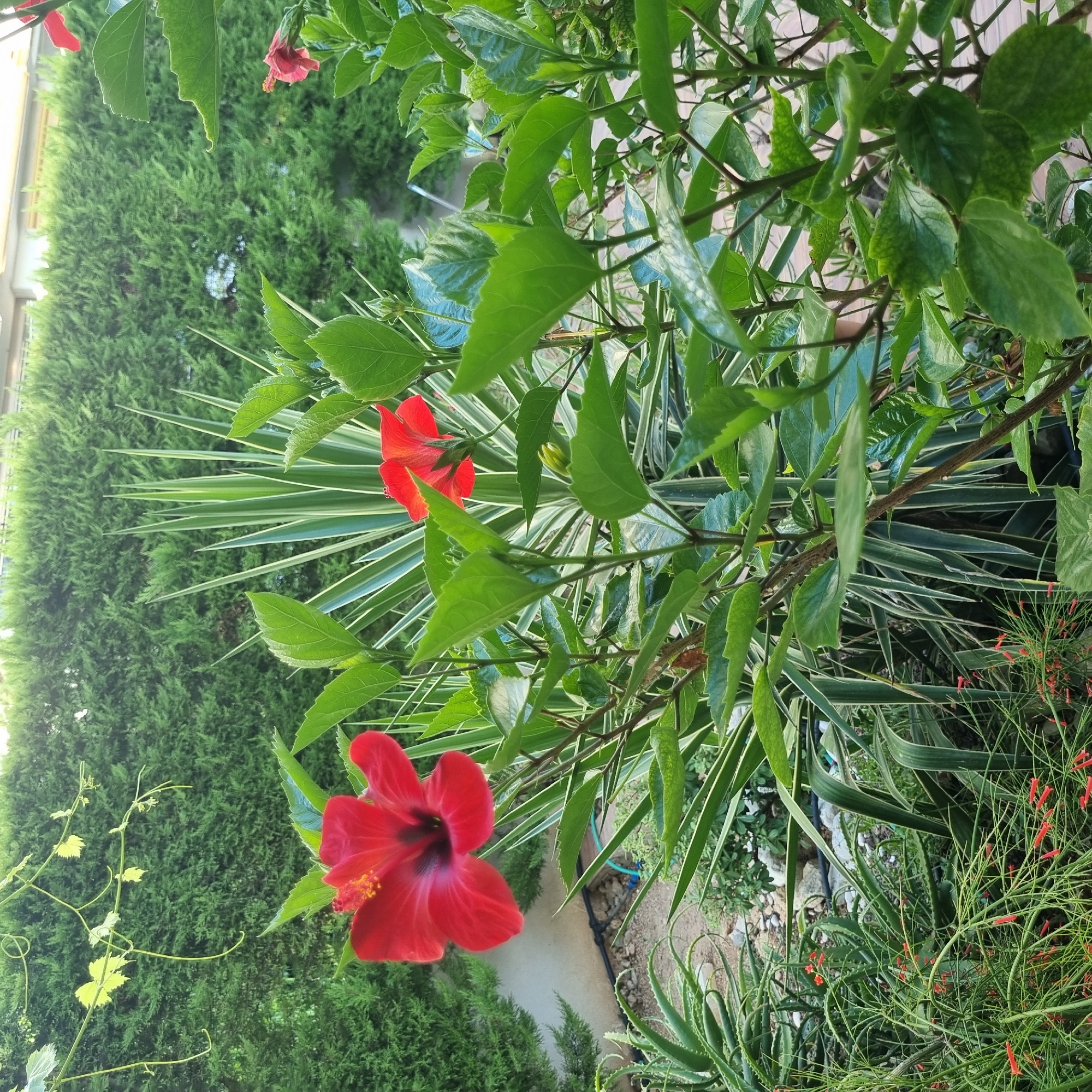 Close-up tour of a plant-filled garden in Konyaaltı