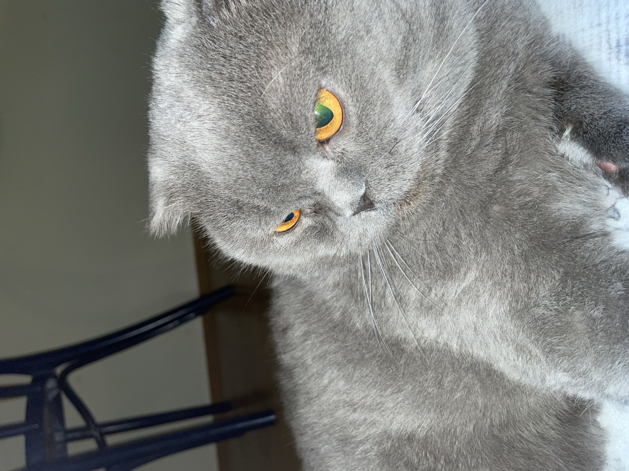 Gray Scottish Fold cat observed indoors during evening hours
