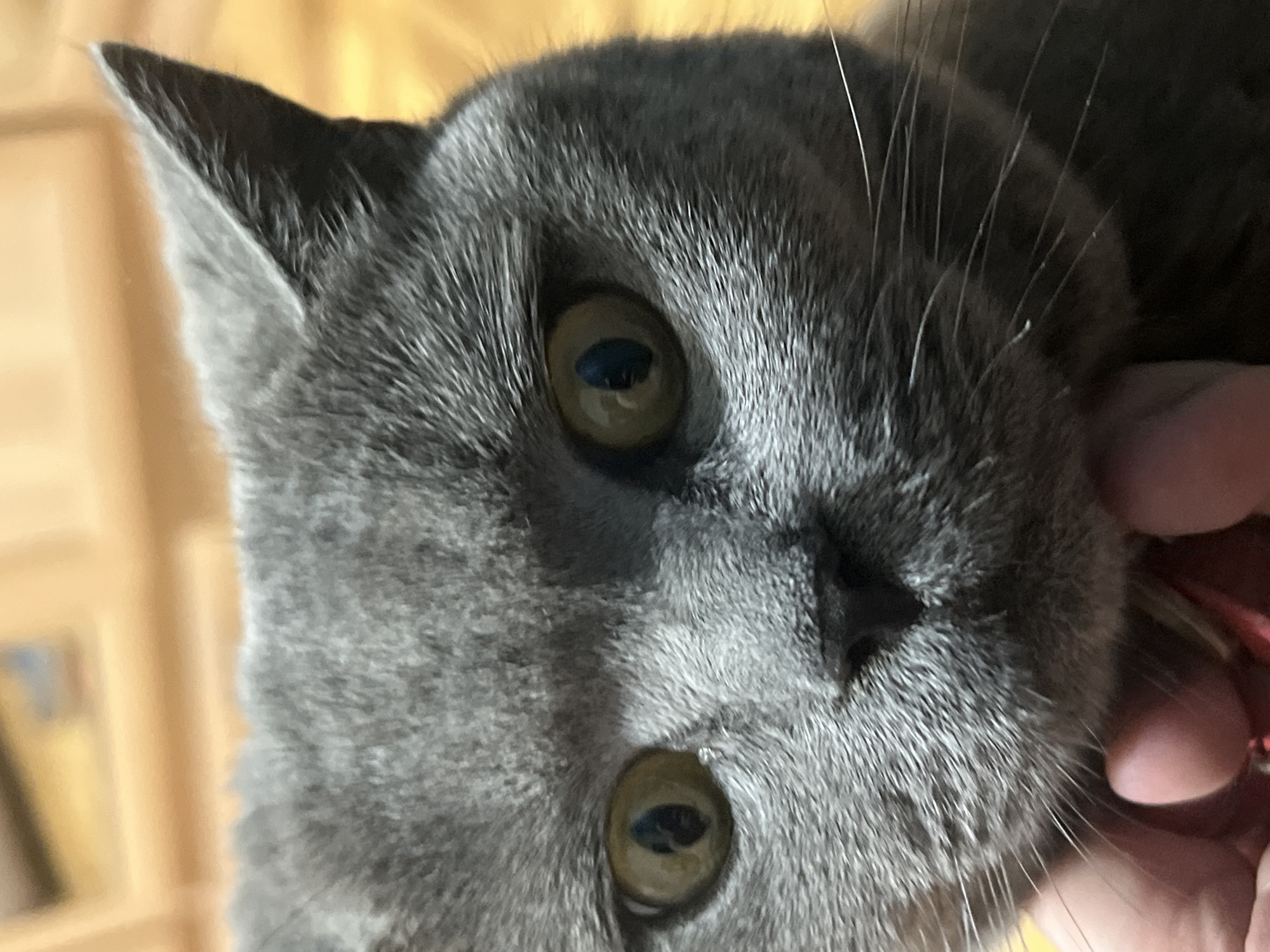 Grey cat with red collar eating from bowl in Sochi