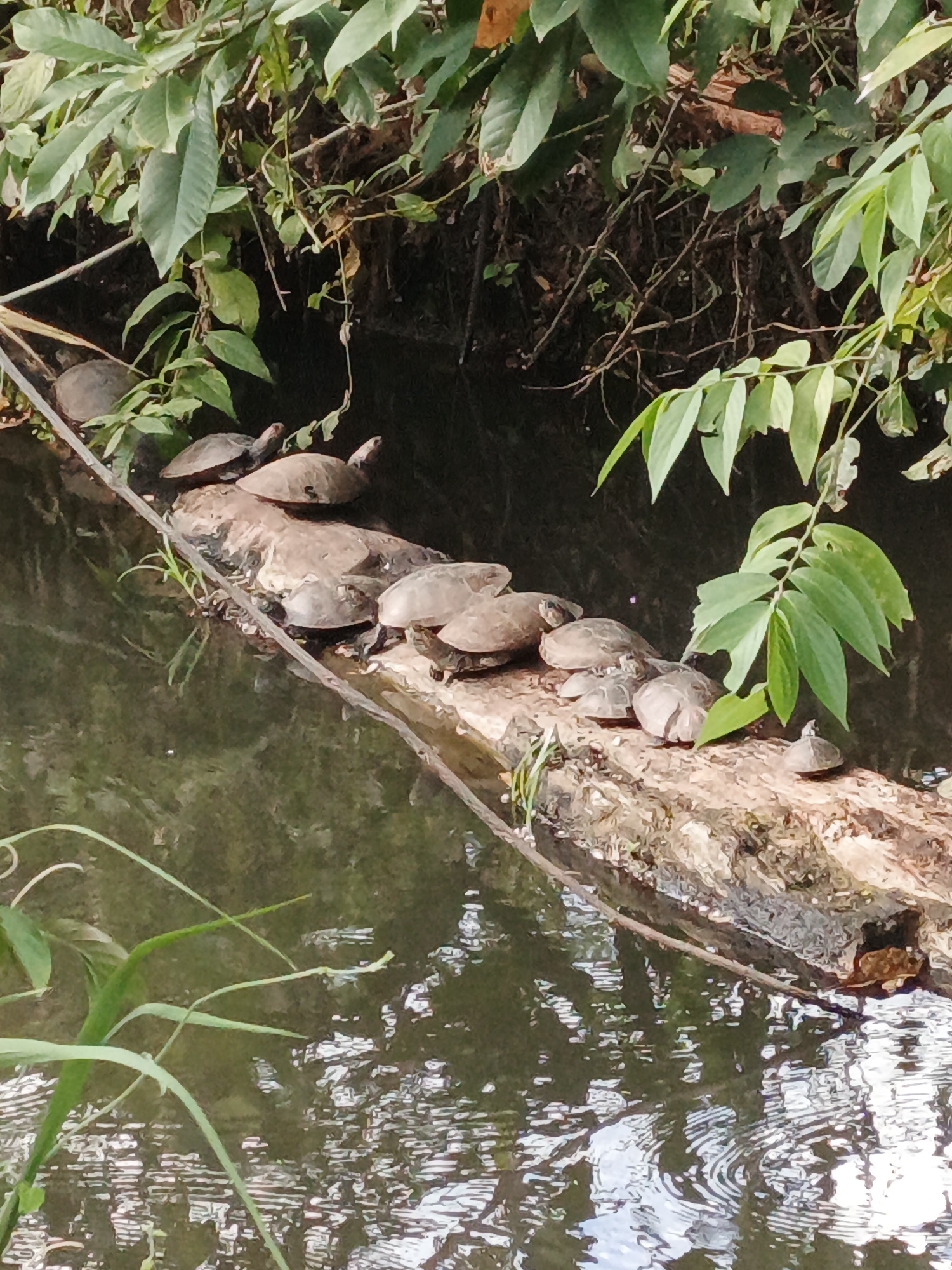 Turtles observed basking on floating log in daylight