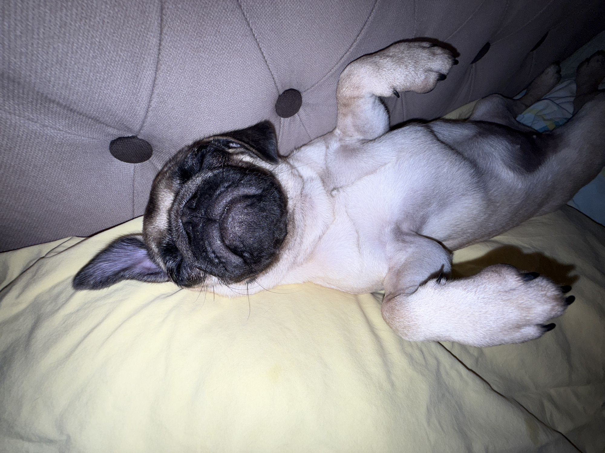 Pug puppy naps and lounges on a yellow blanket