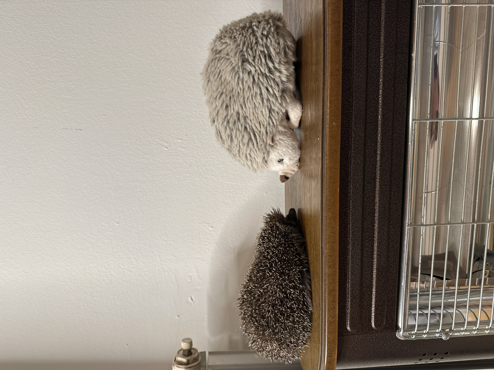 Stuffed hedgehogs displayed on wooden surface in Zagreb home