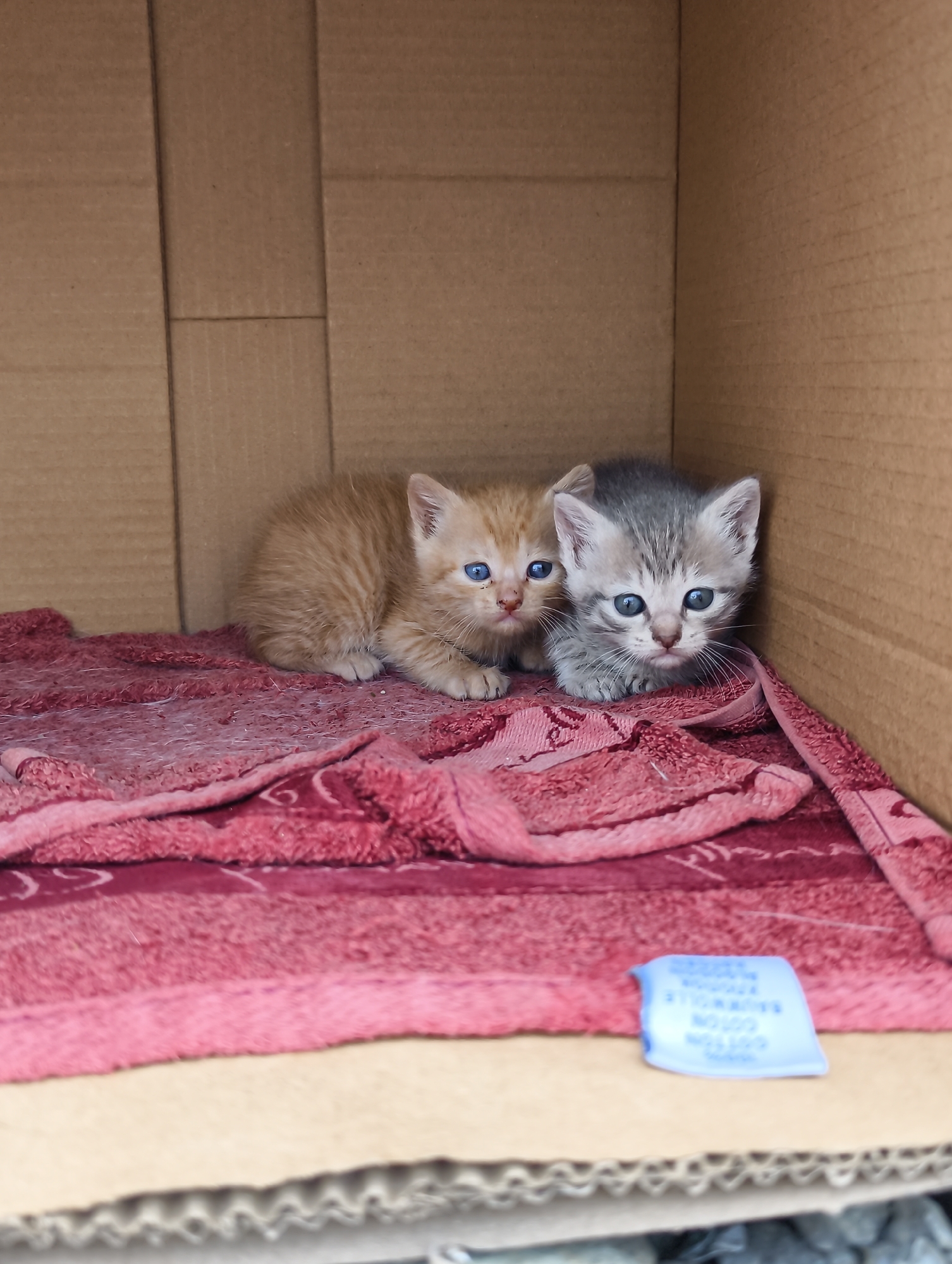 Two kittens rest in cardboard box in Chaika, Ukraine