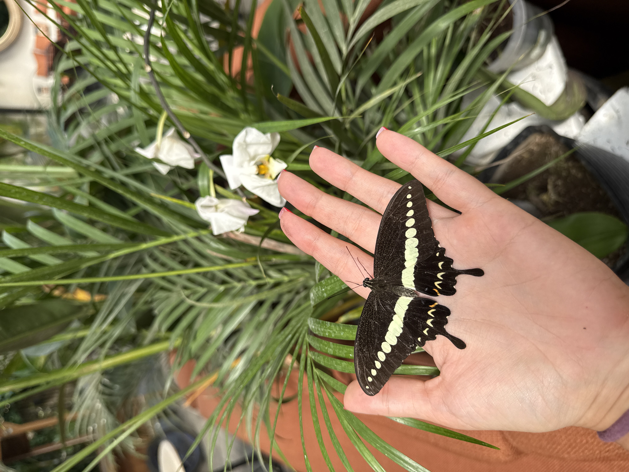 Person holds black-and-white butterfly in Ubud garden setting