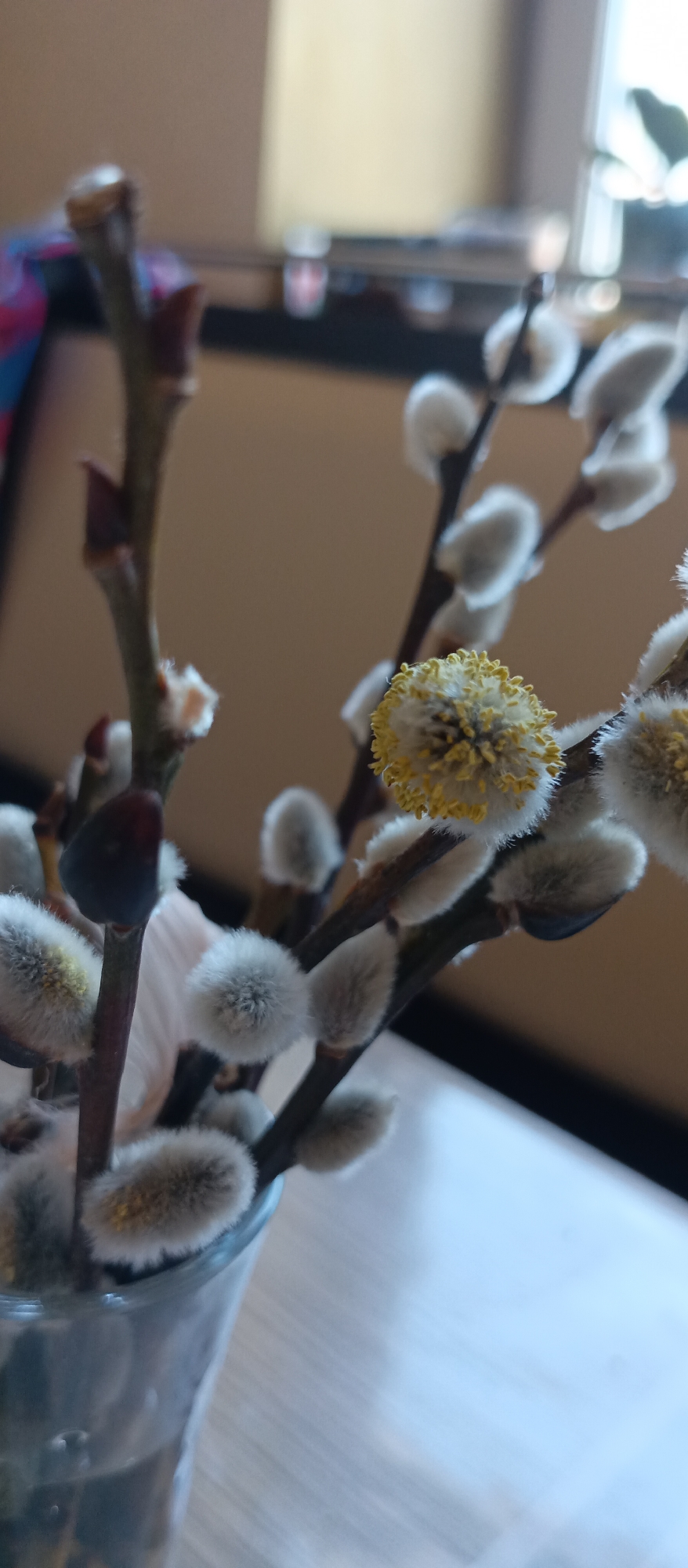Morning domestic moments: flowers, sleeping cat, candy, neighborhood view