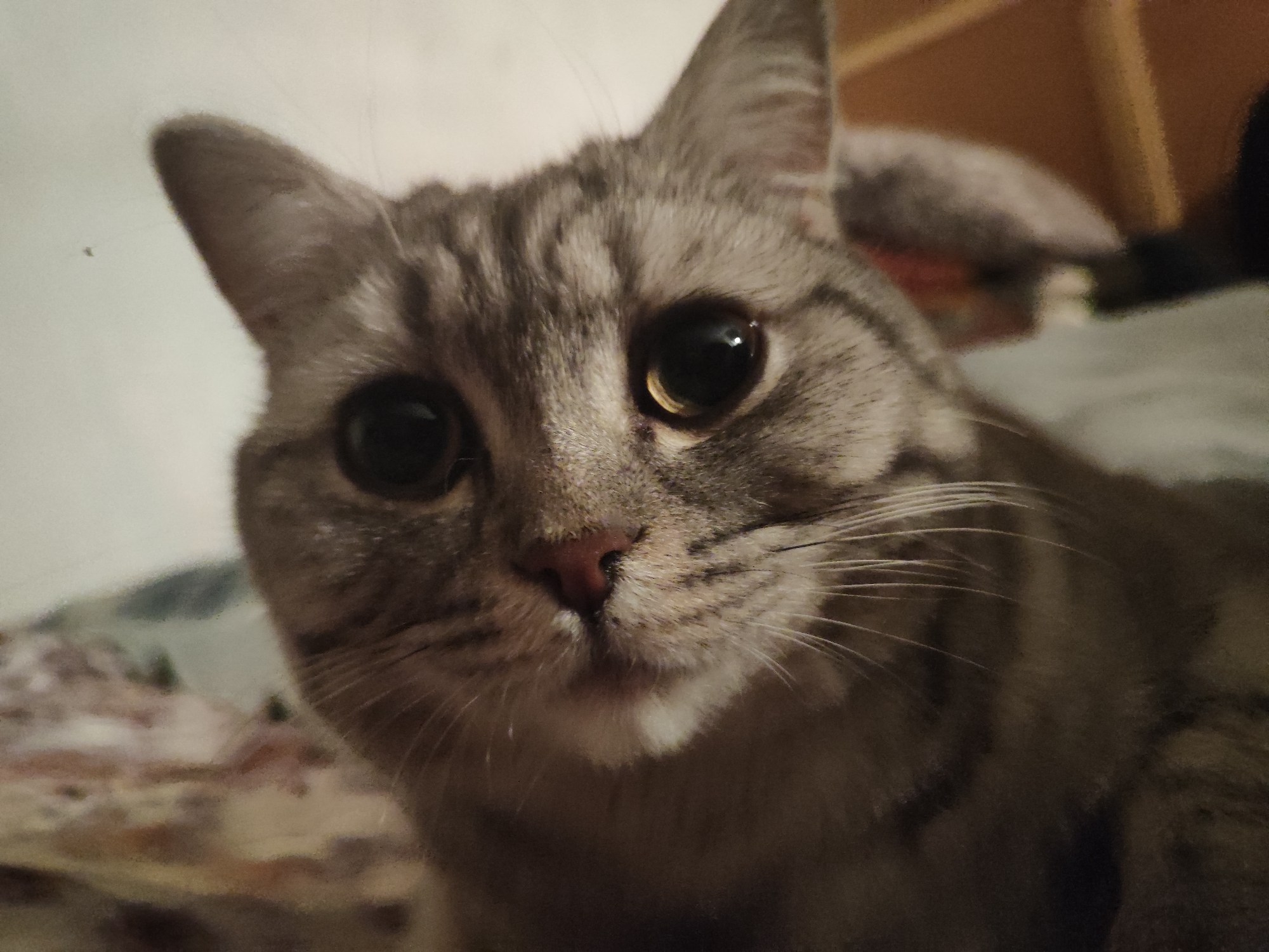 Gray tabby cat photographed resting indoors on patterned blanket